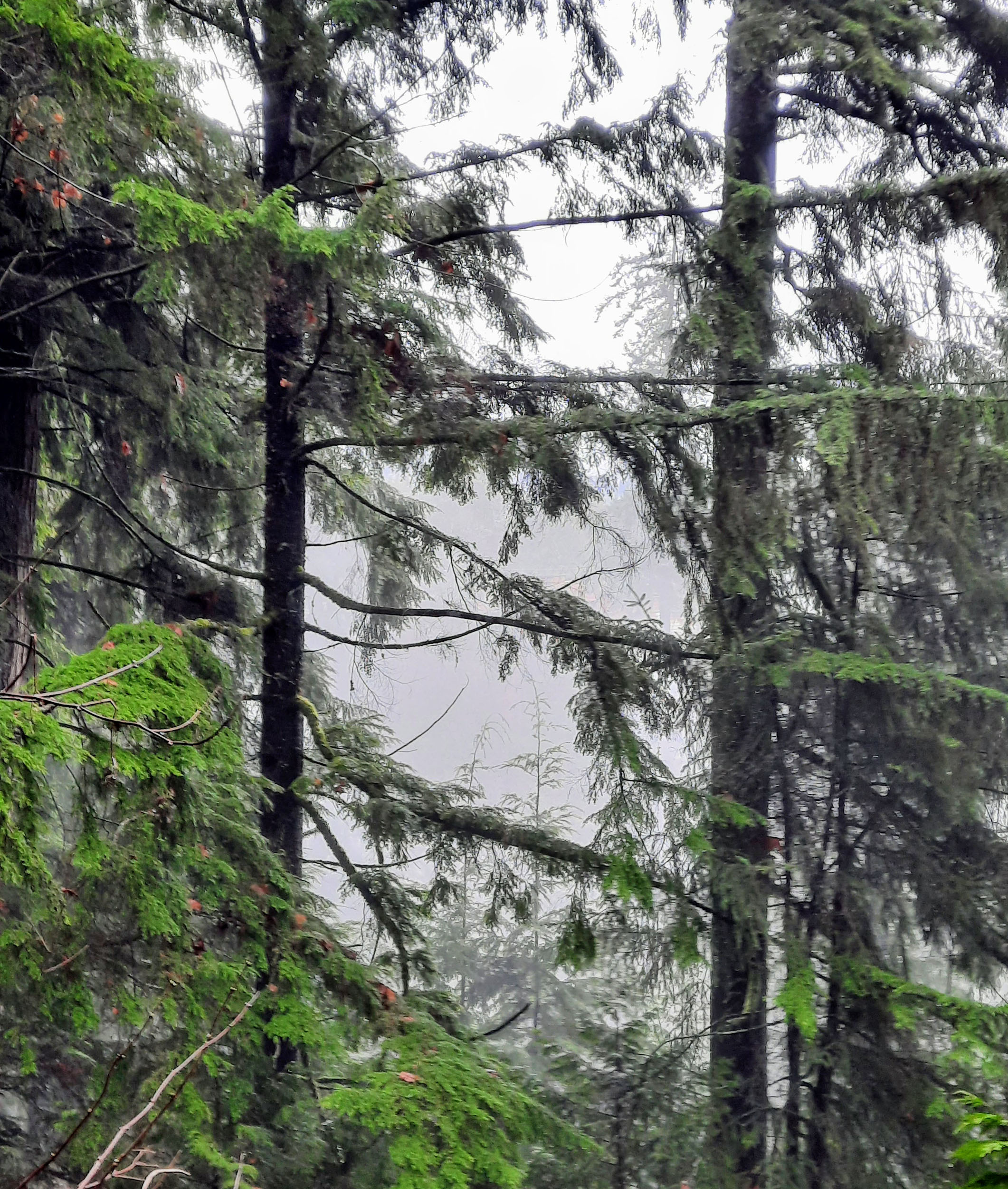 Capilano Pacific Trail