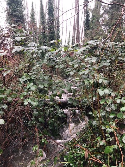 Path around Langara golf course