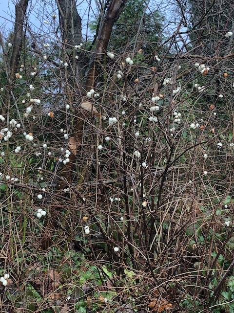 Snowberries