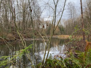 Avalon Pond
