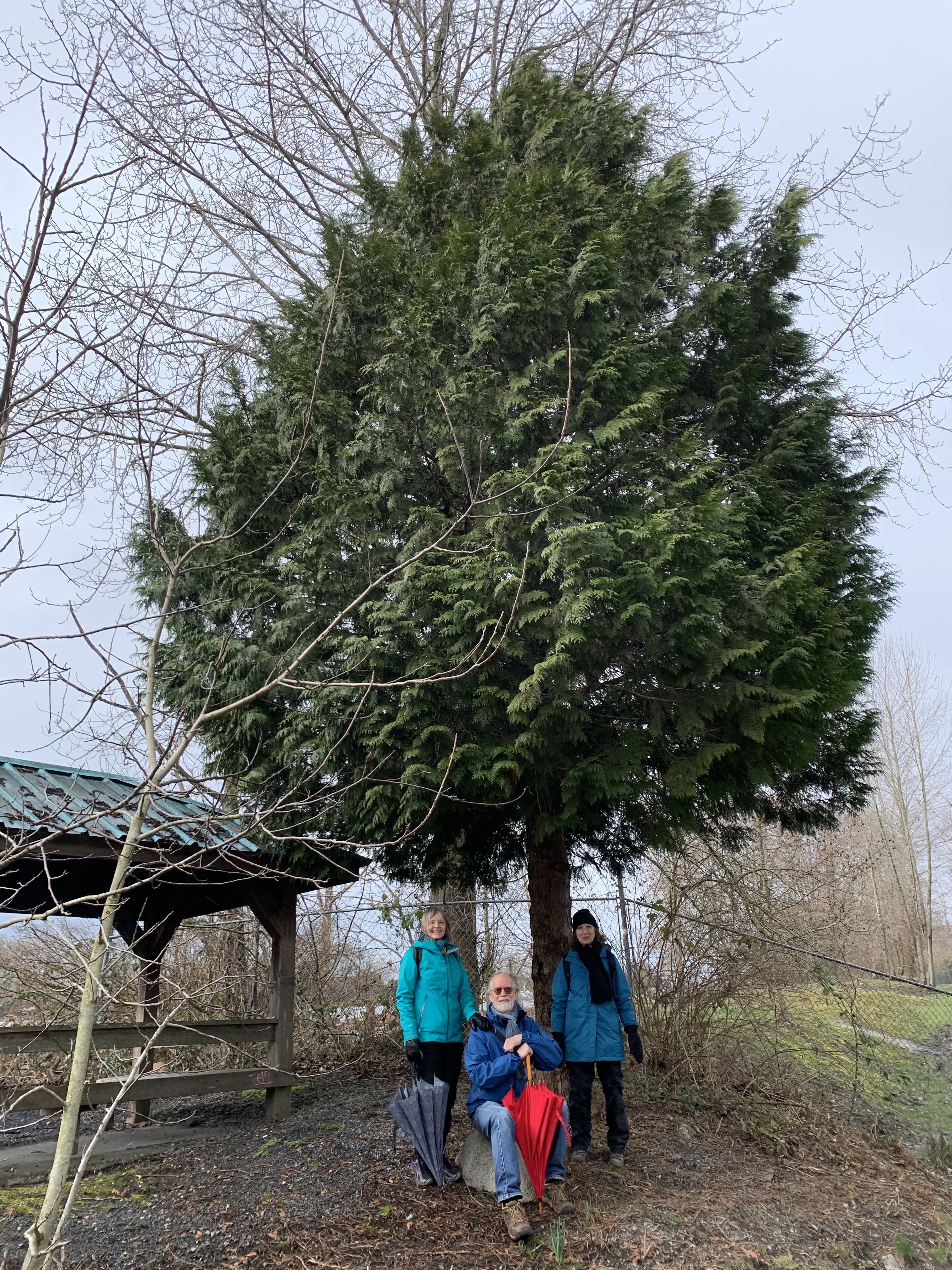 Trio, with splendid tree