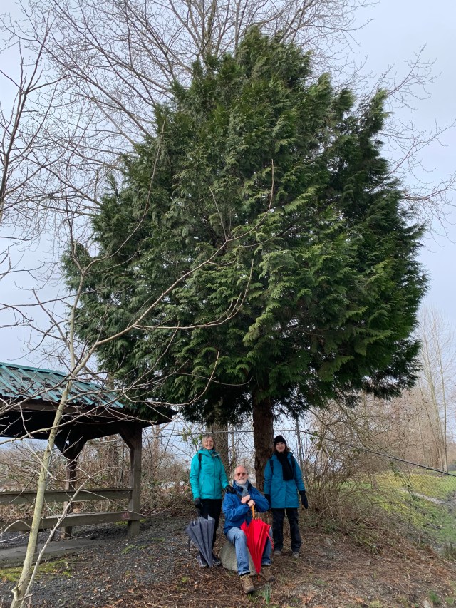 Trio, with splendid tree