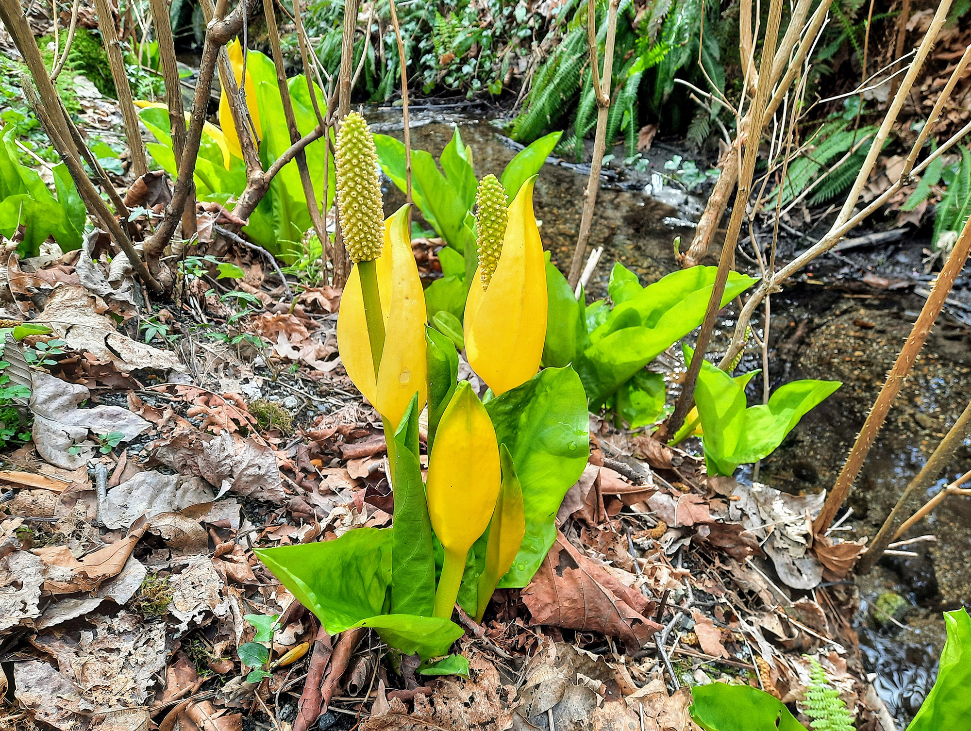 Skunk cabbage