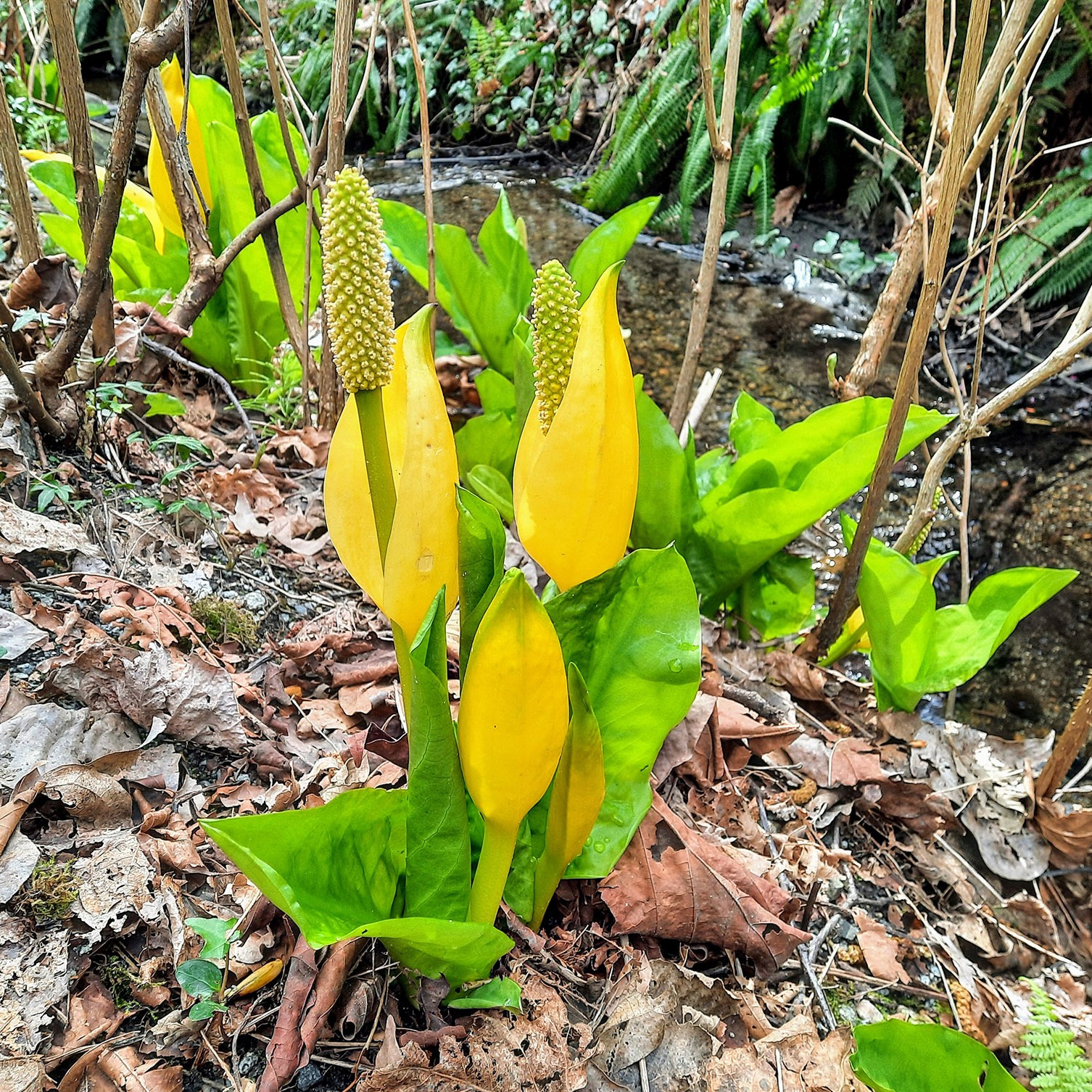 Skunk cabbage