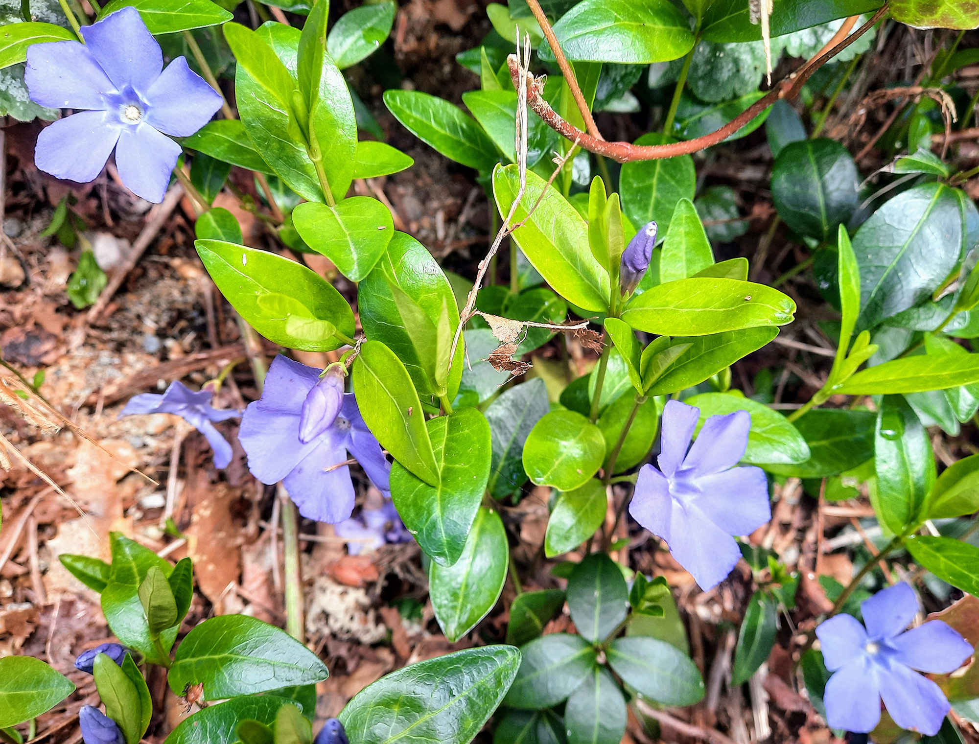Vinca