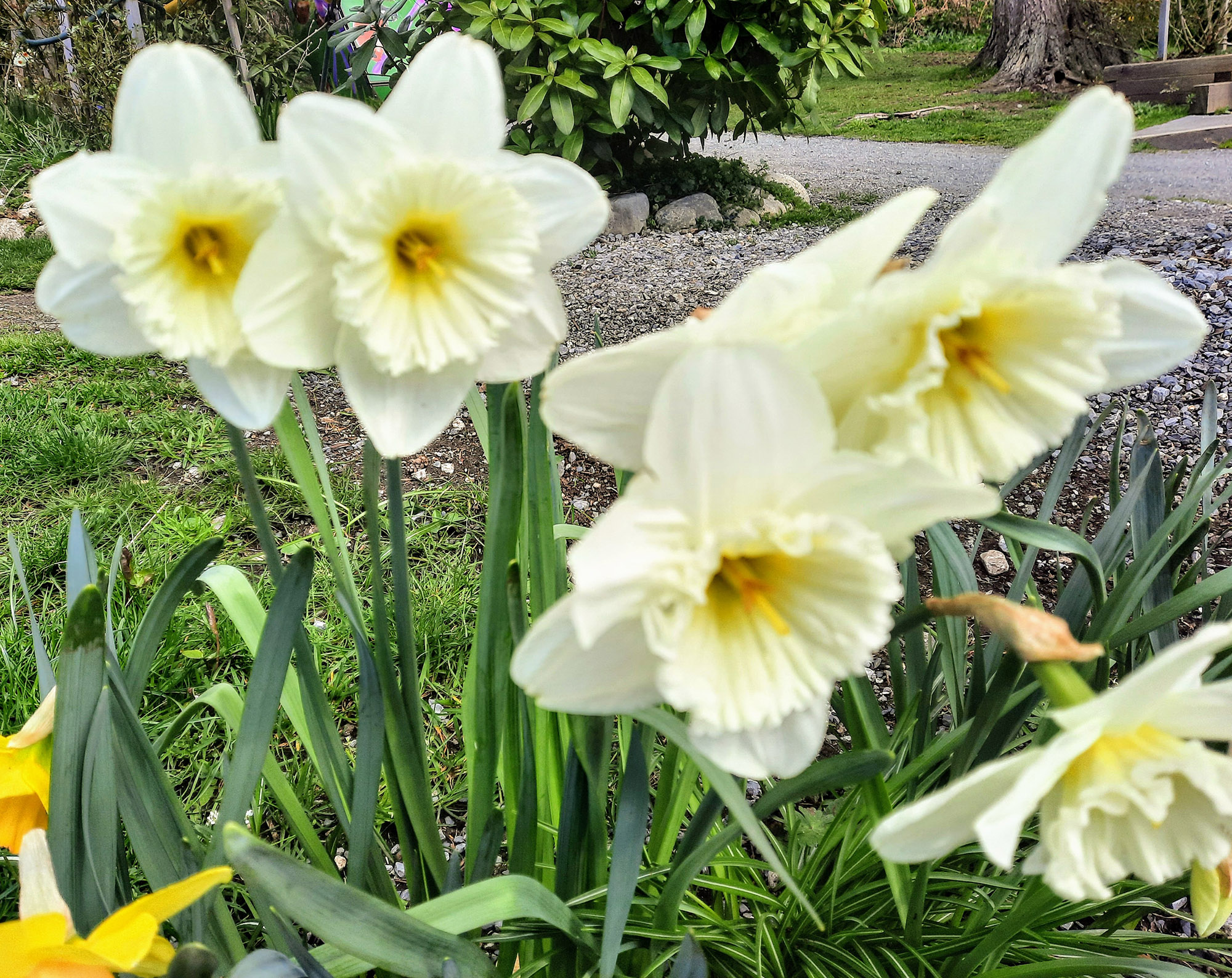 Daffodils