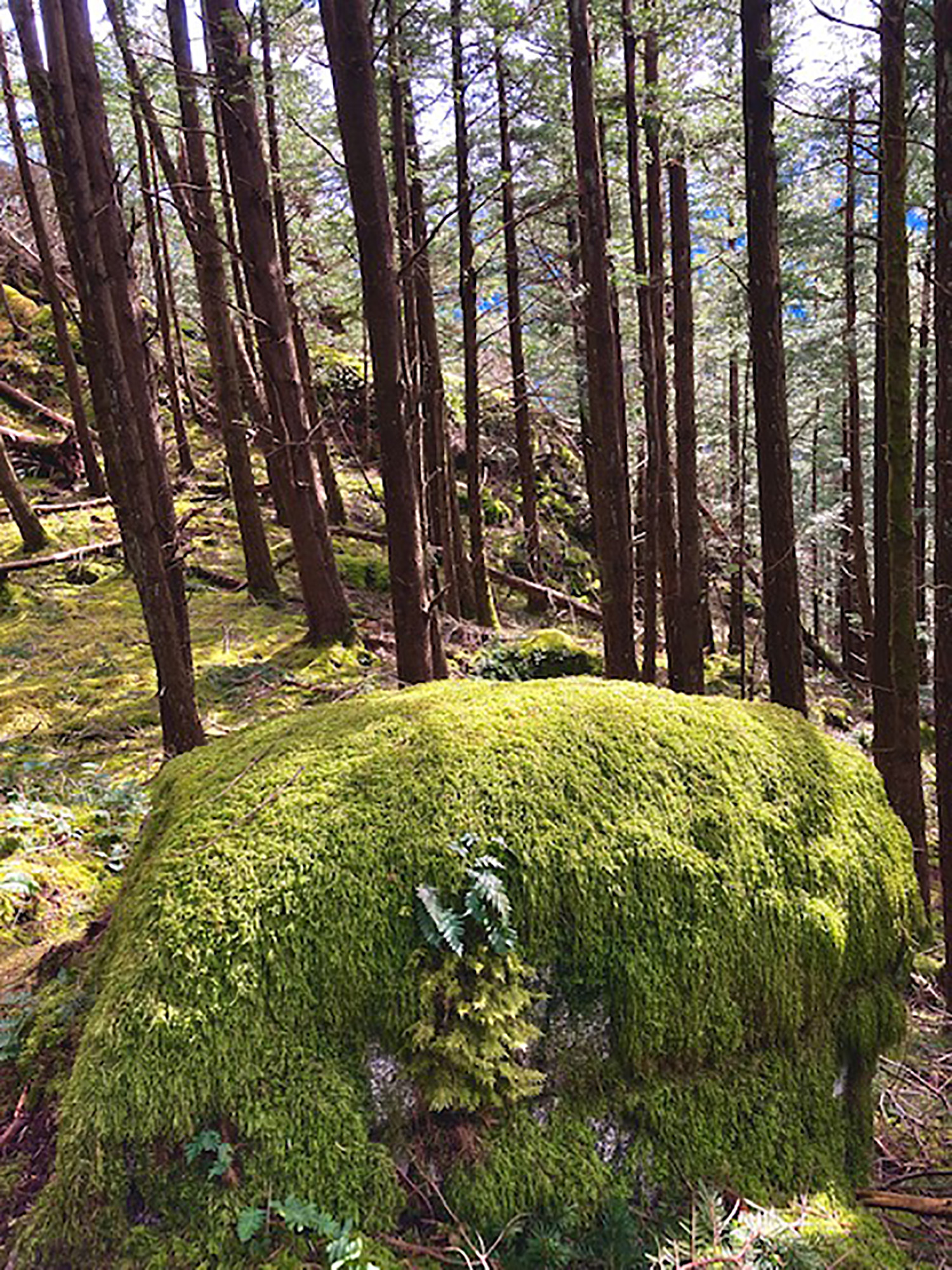 Mossy boulders