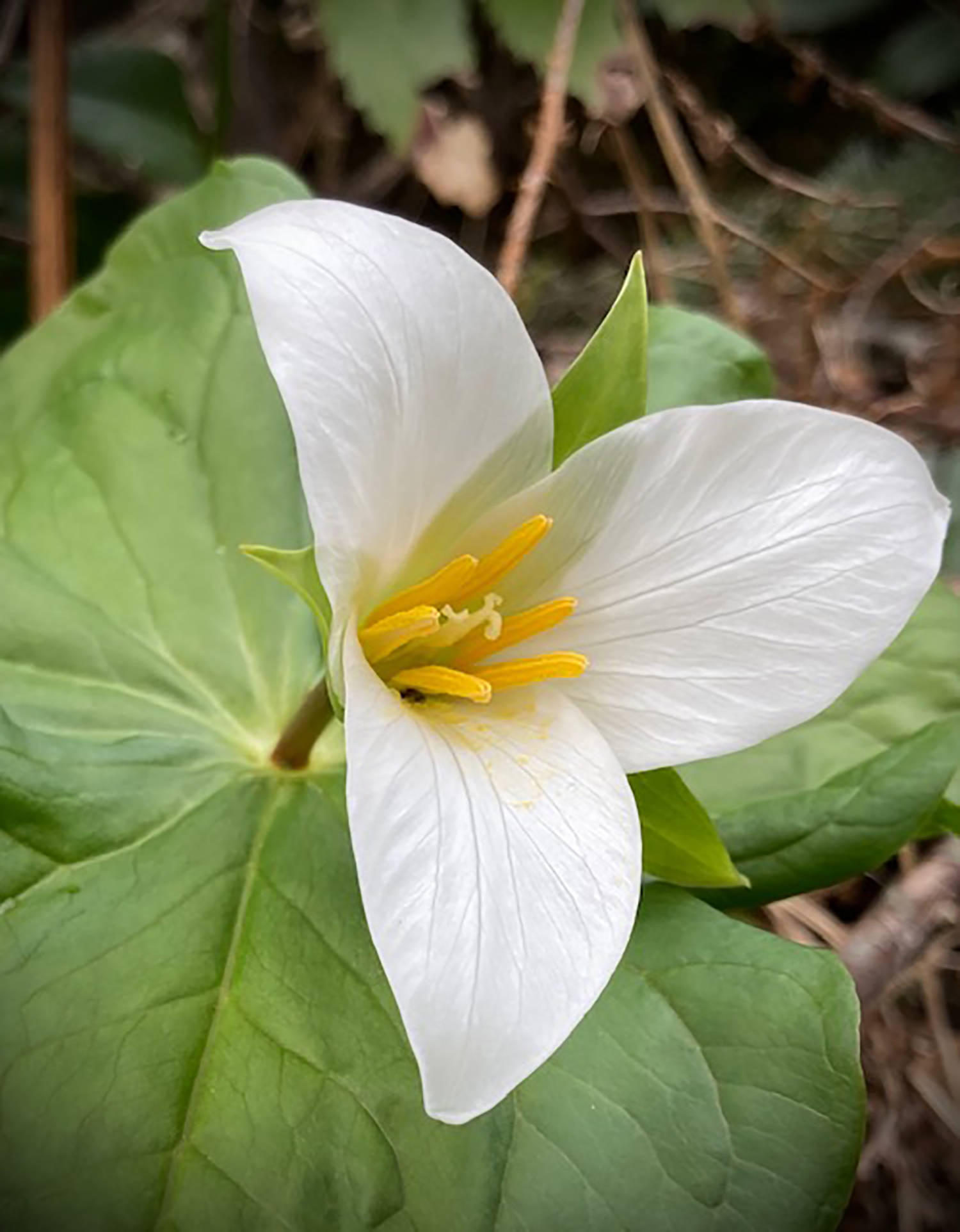 Trillium