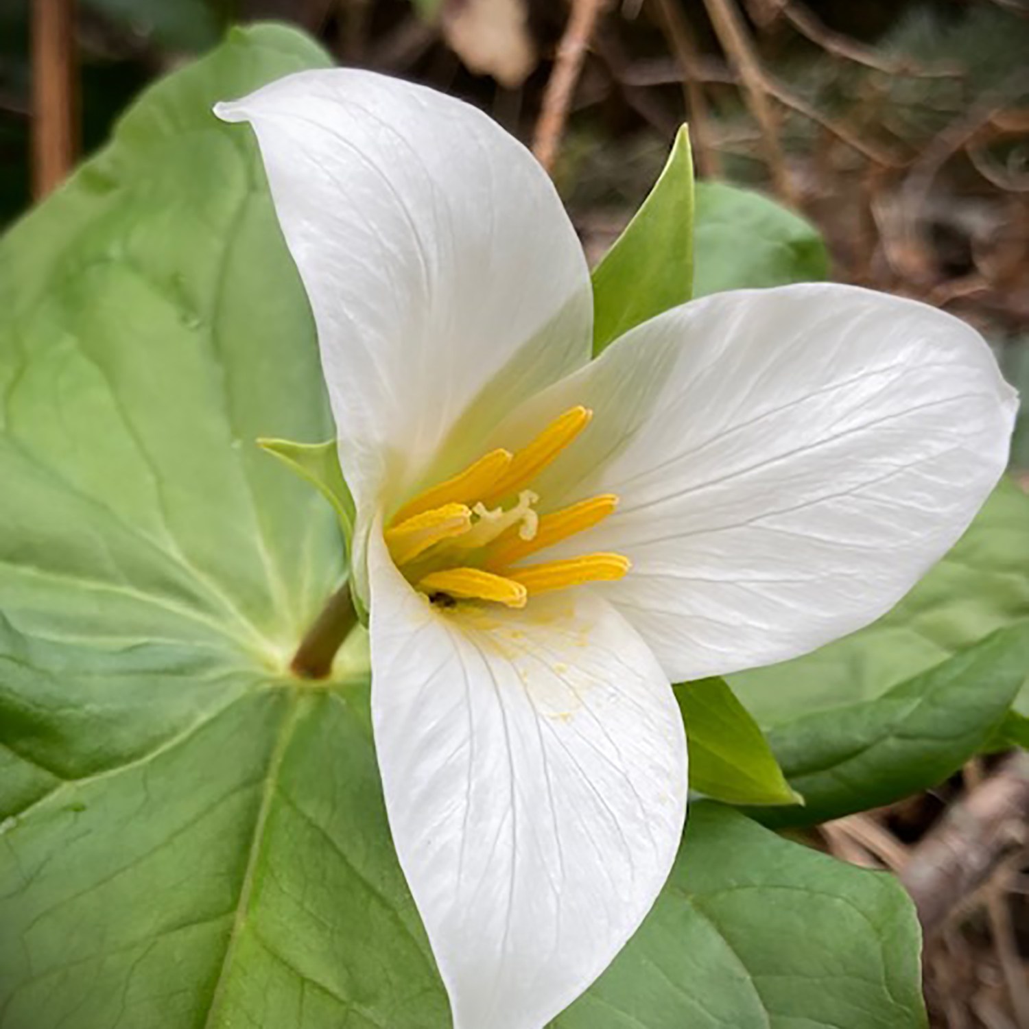 Trillium