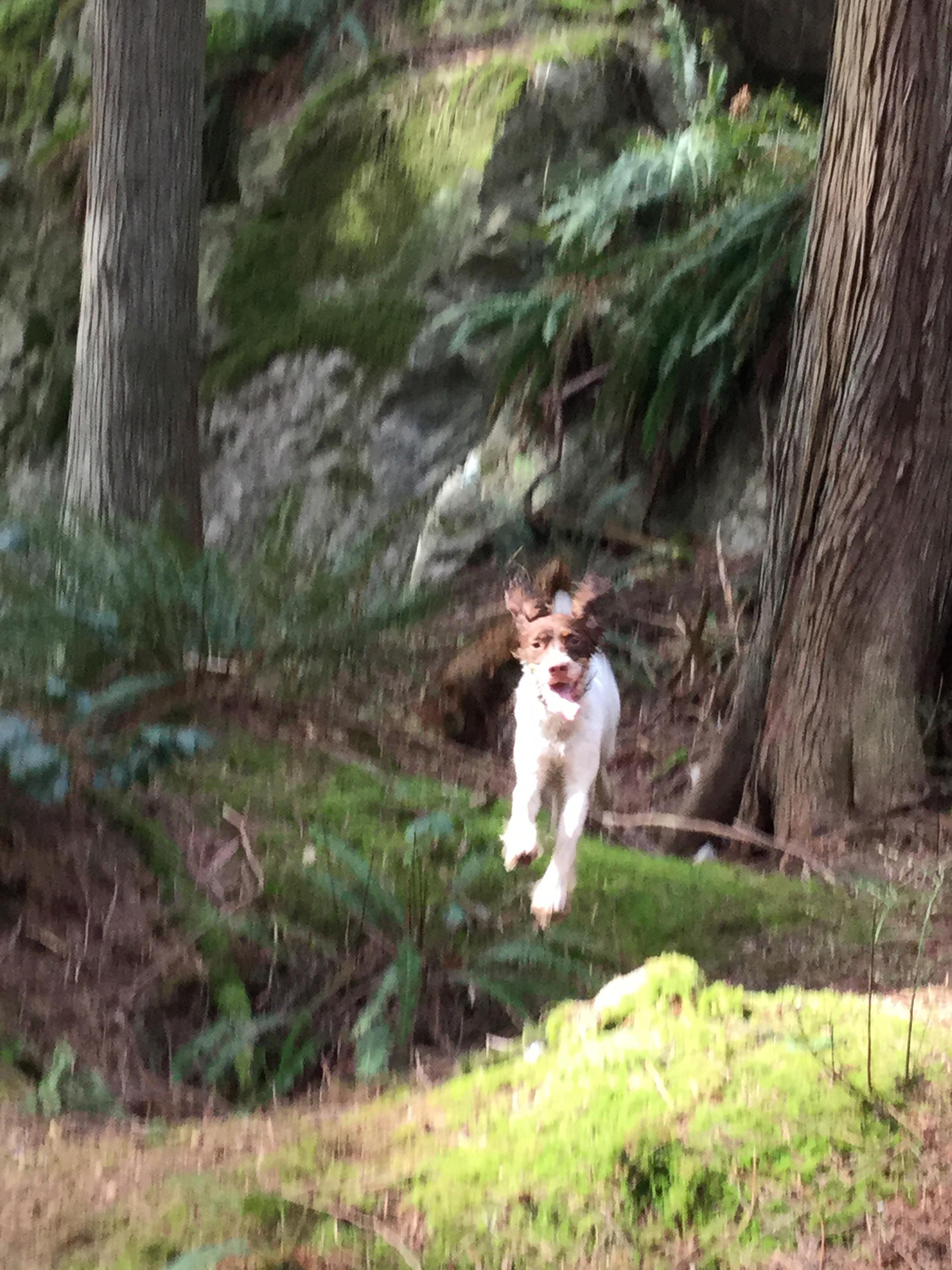 Maisy, offleash