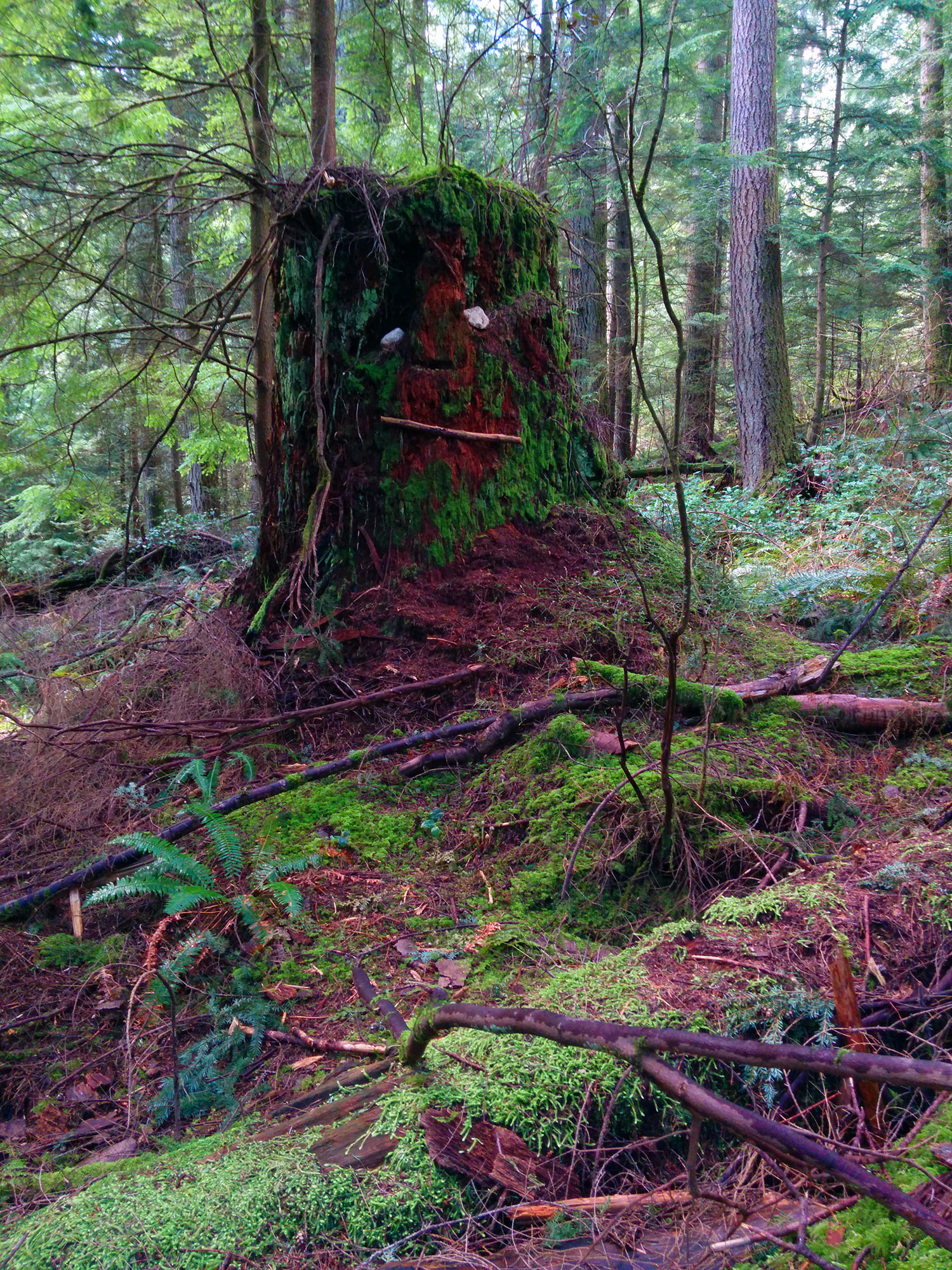 The trees are watching