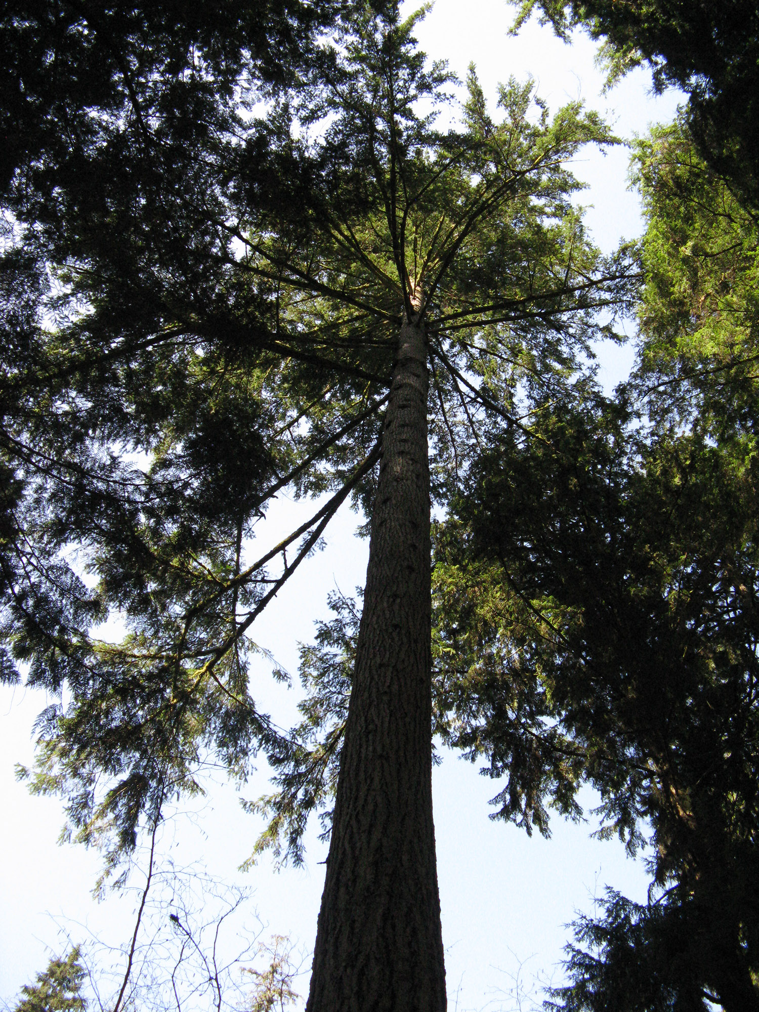 Tall tree