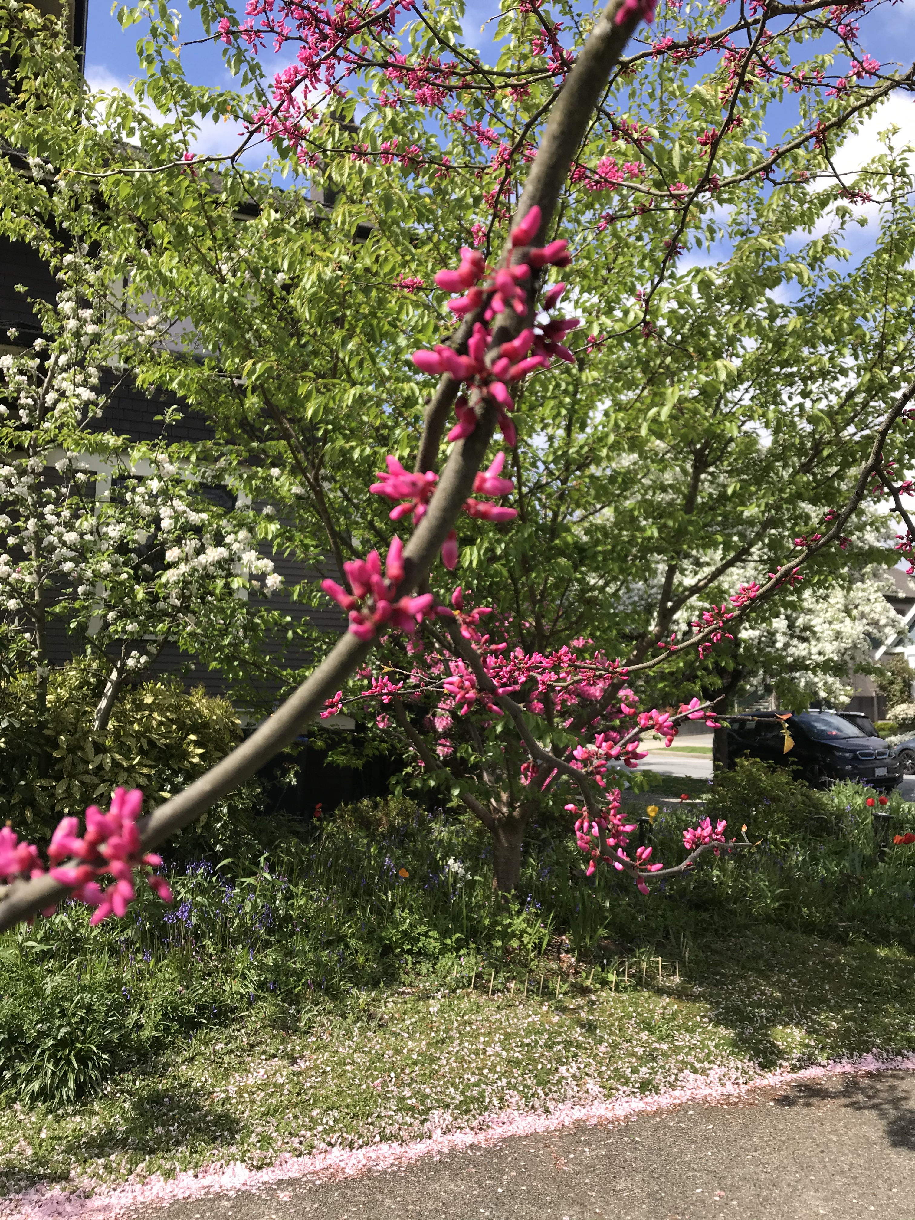 Bright pink blossoms