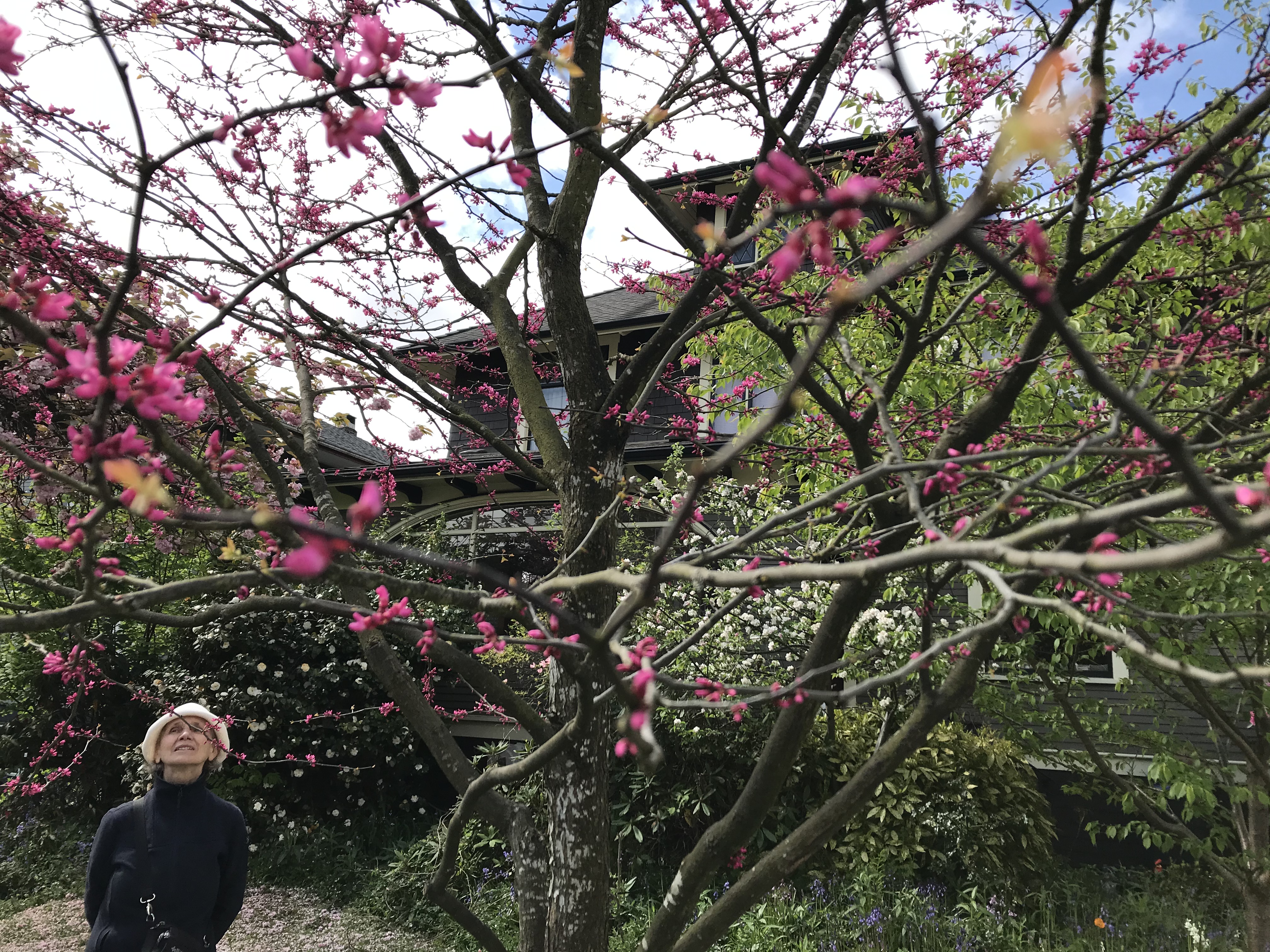 Lise contemplates pink blossoms