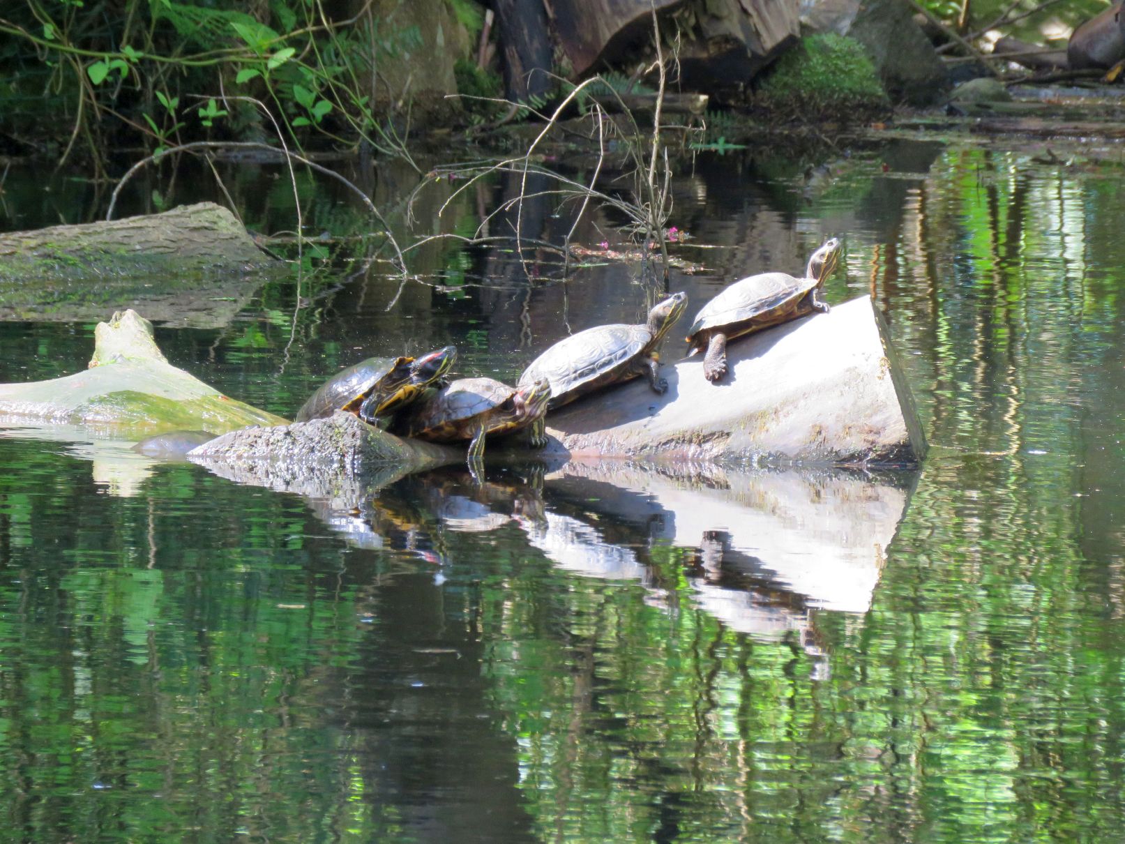 Turtles all the way down