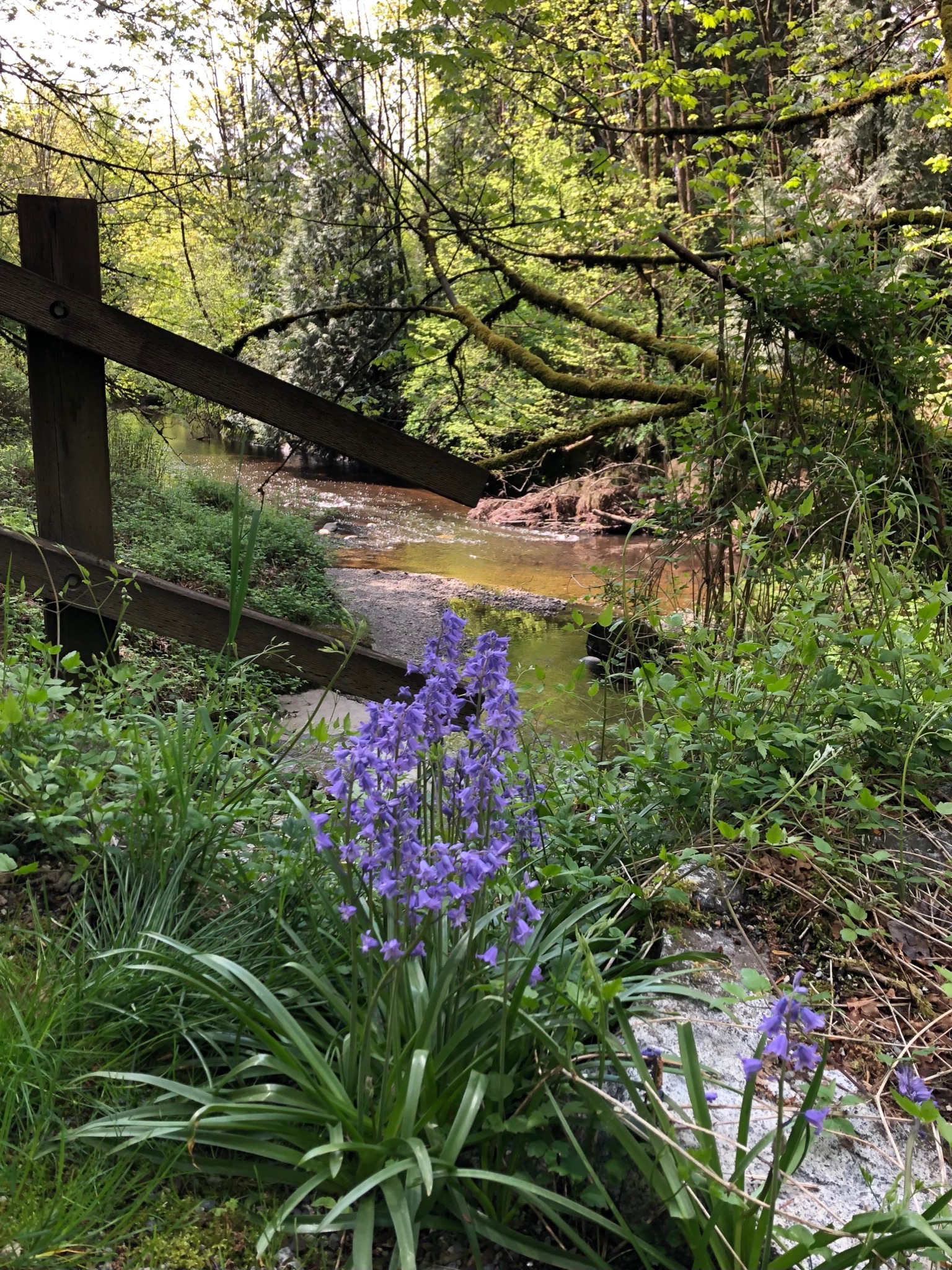 Stream with bluebells