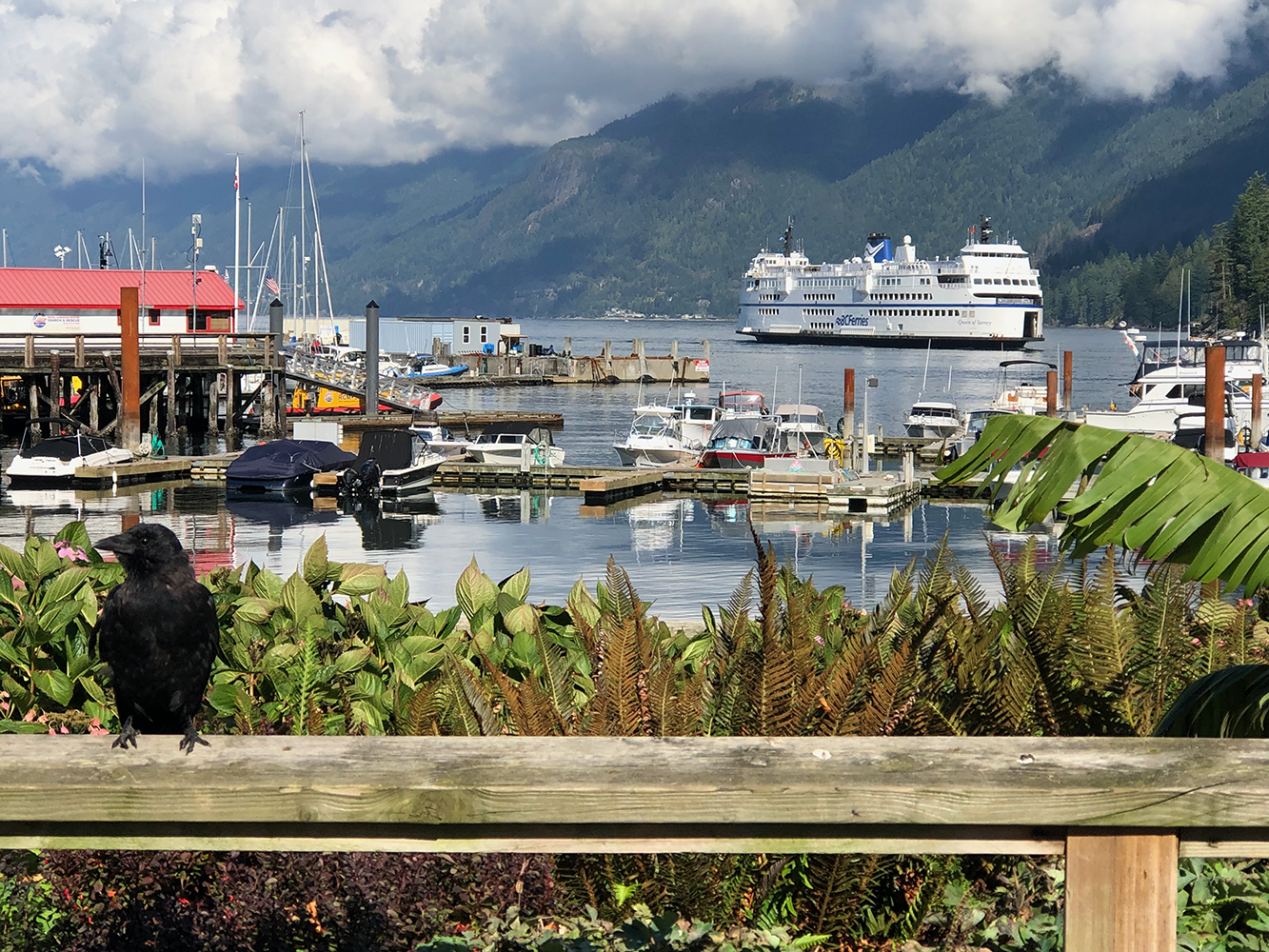 Dave and a crow wait in Horseshoe Bay
