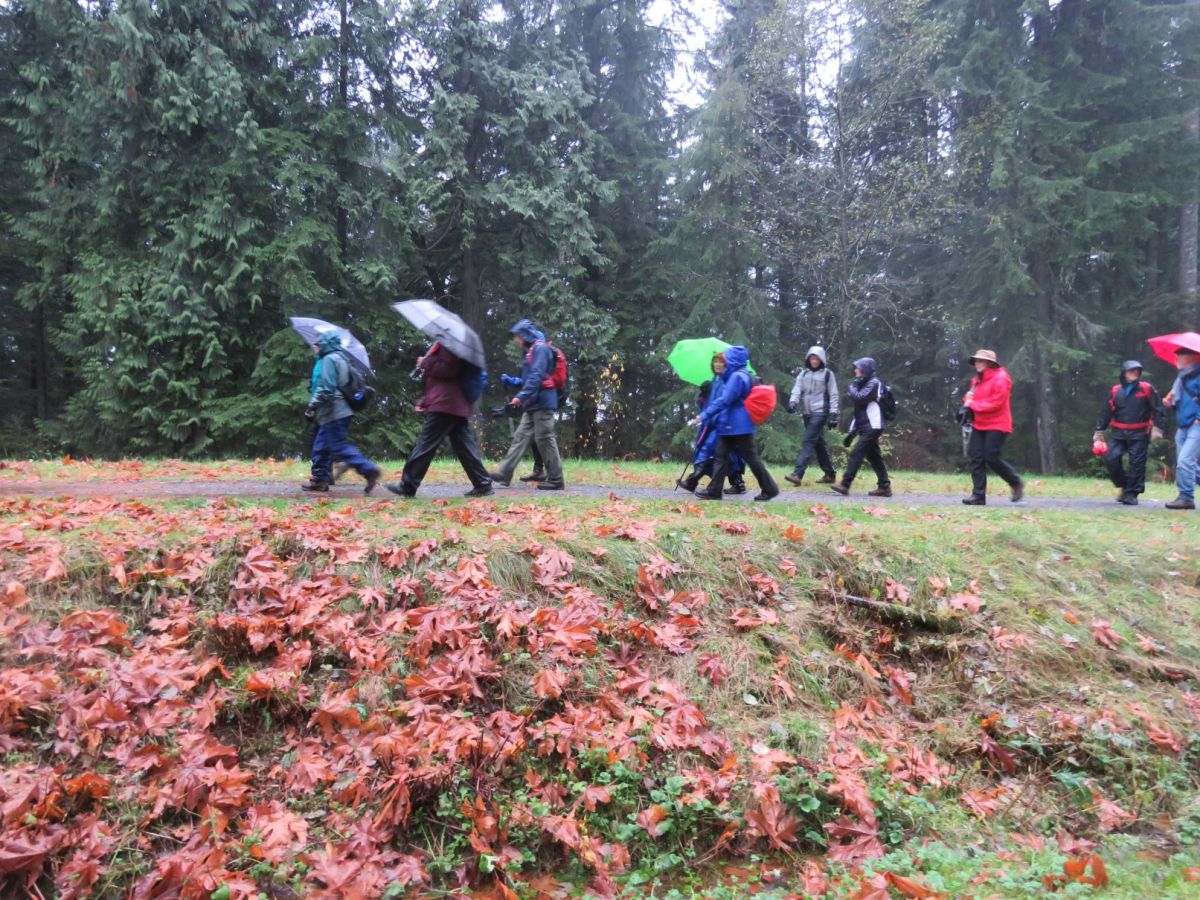 2021 November 6: Lynn&nbsp;Creek