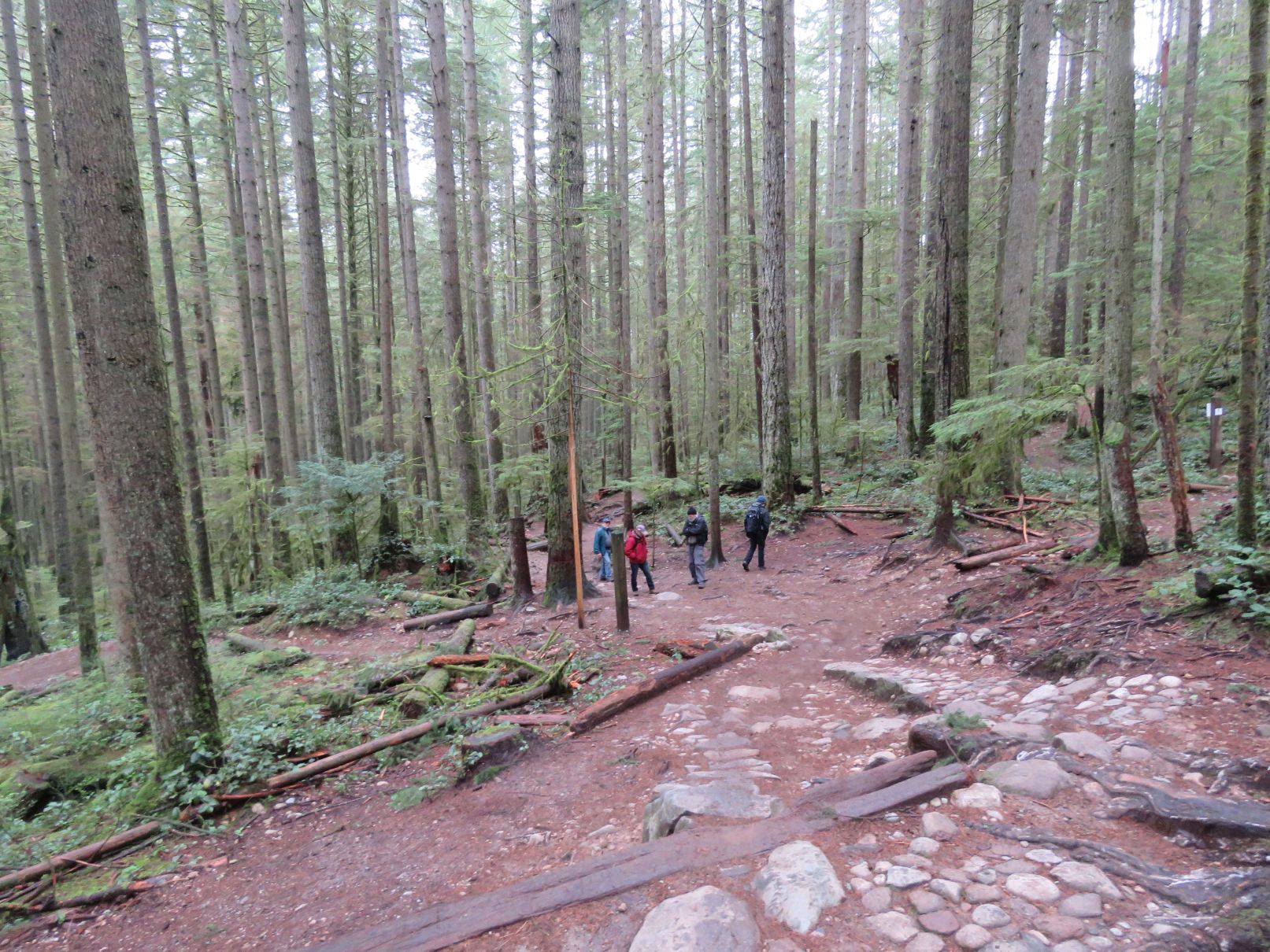 Big trees, small people