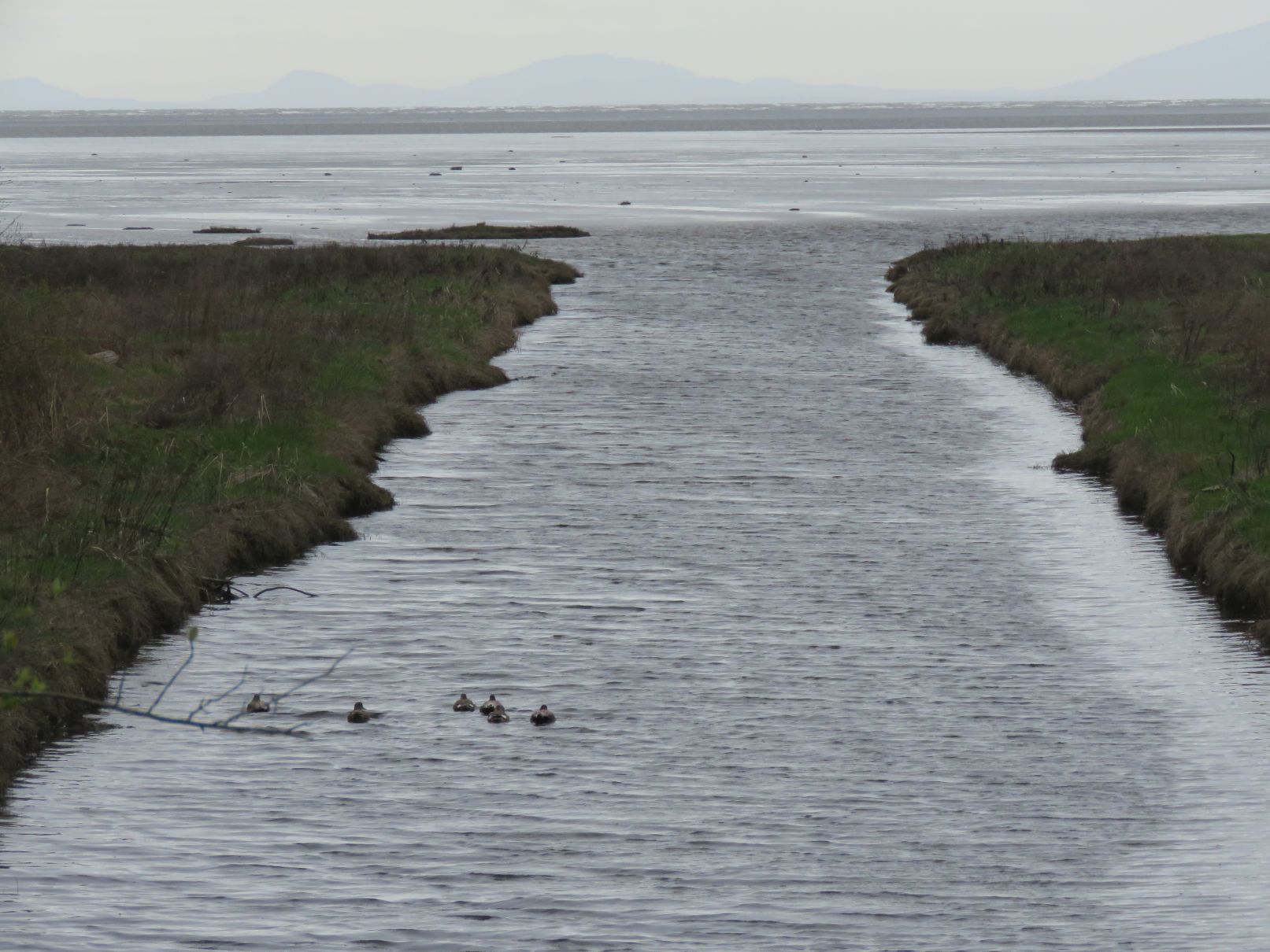 Ducks heading out to sea