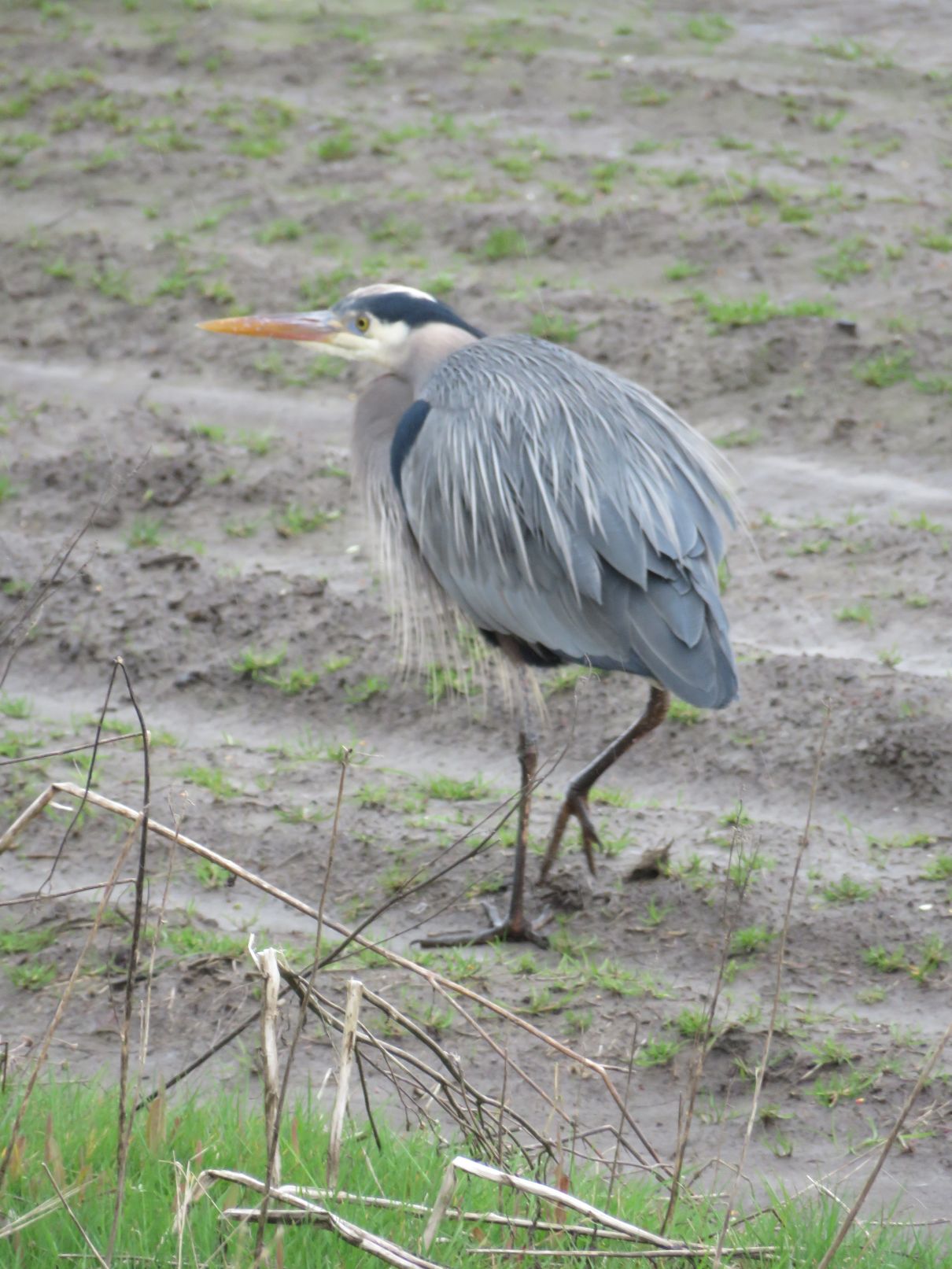 Compulsory heron