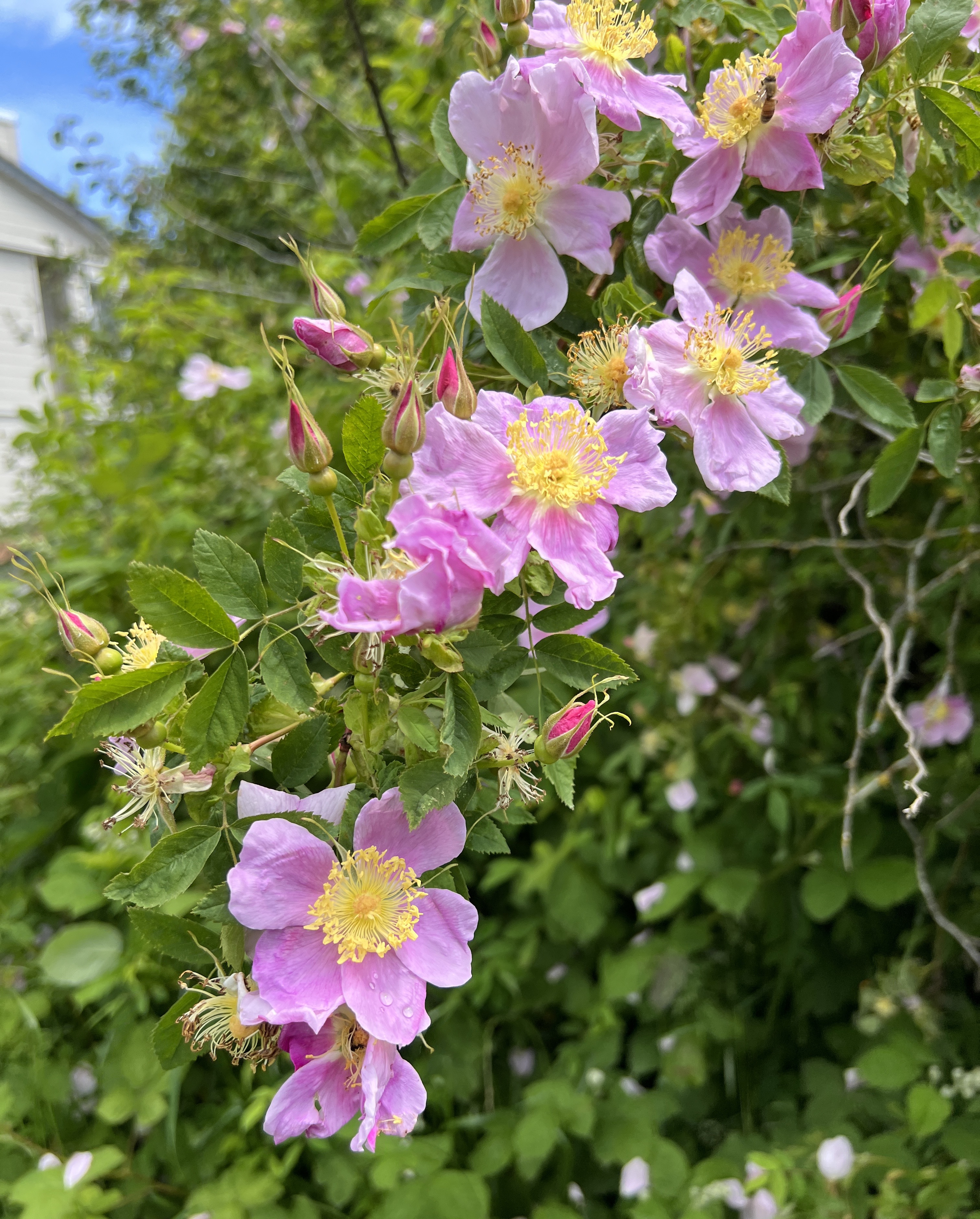 Wild roses