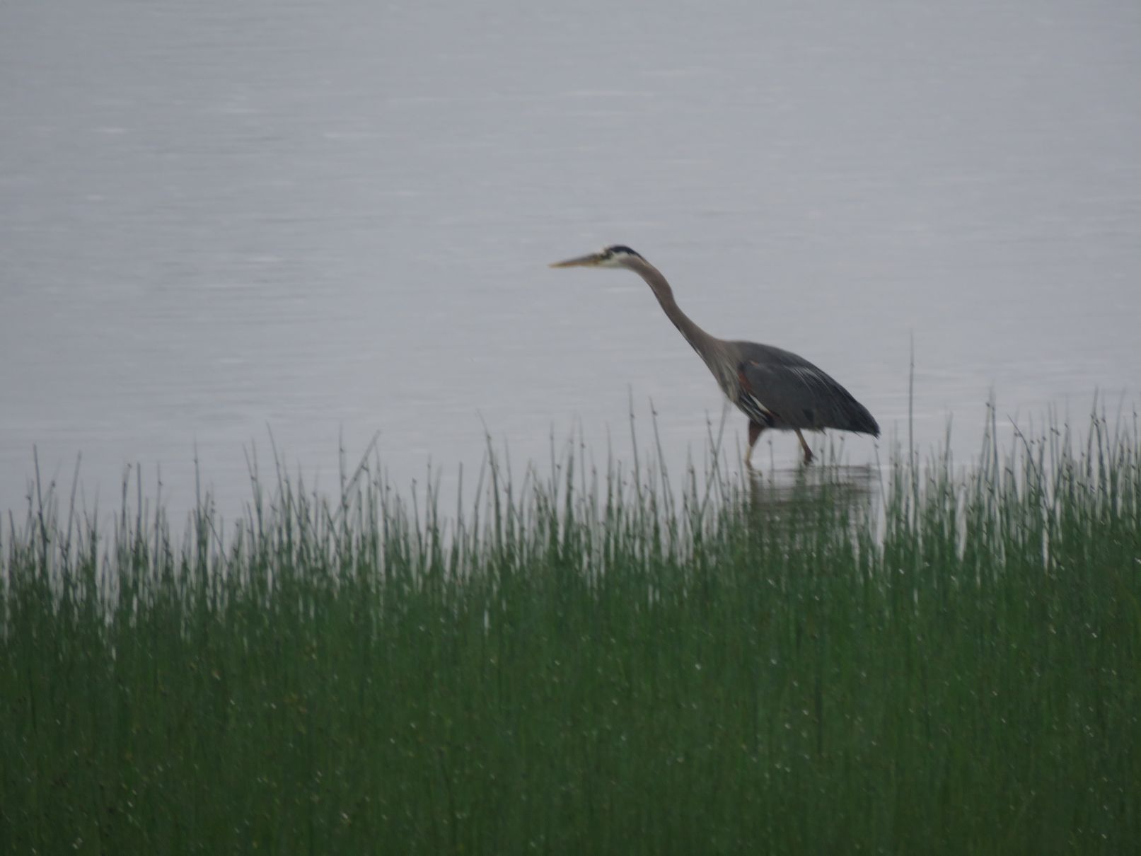 Heron
