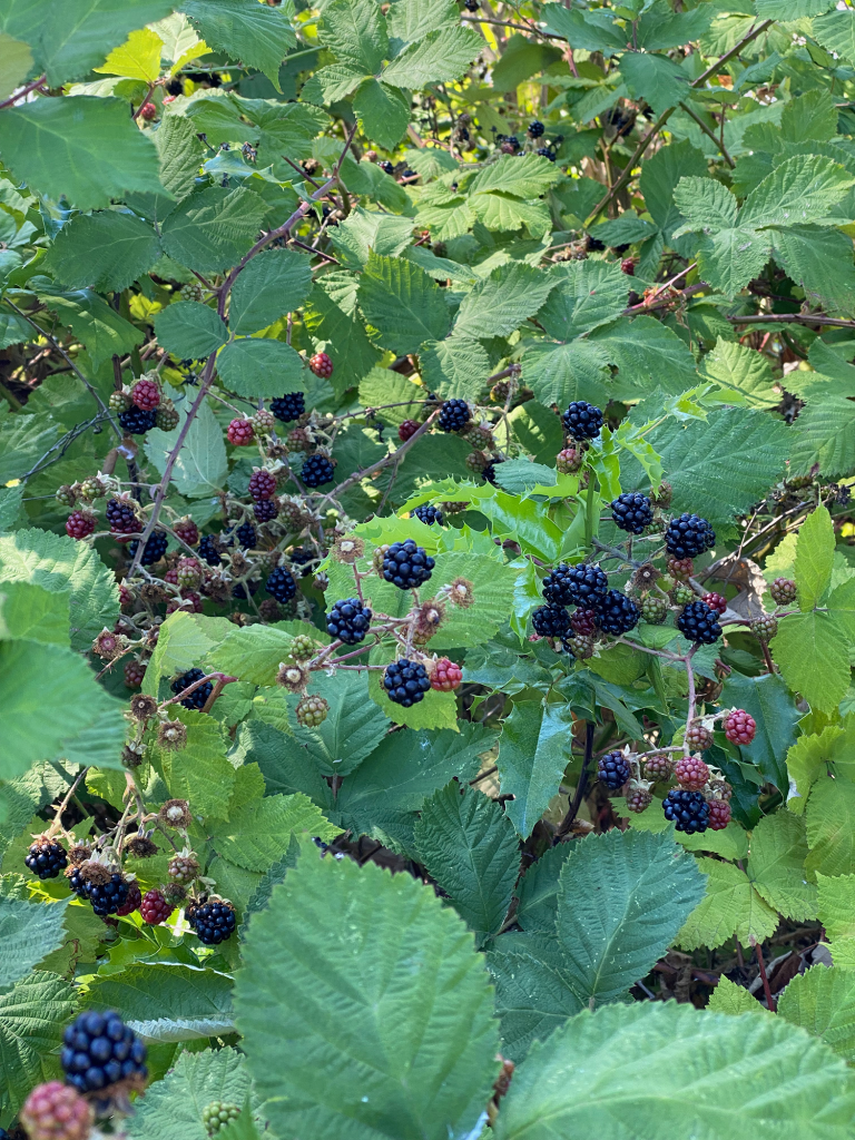 Sun-warmed blackberries
