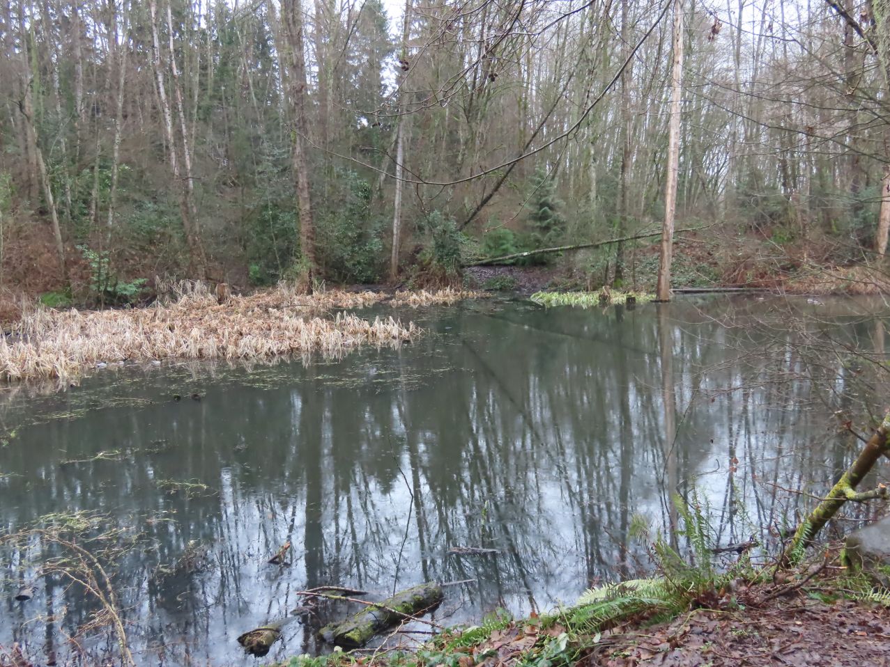 Avalon Pond