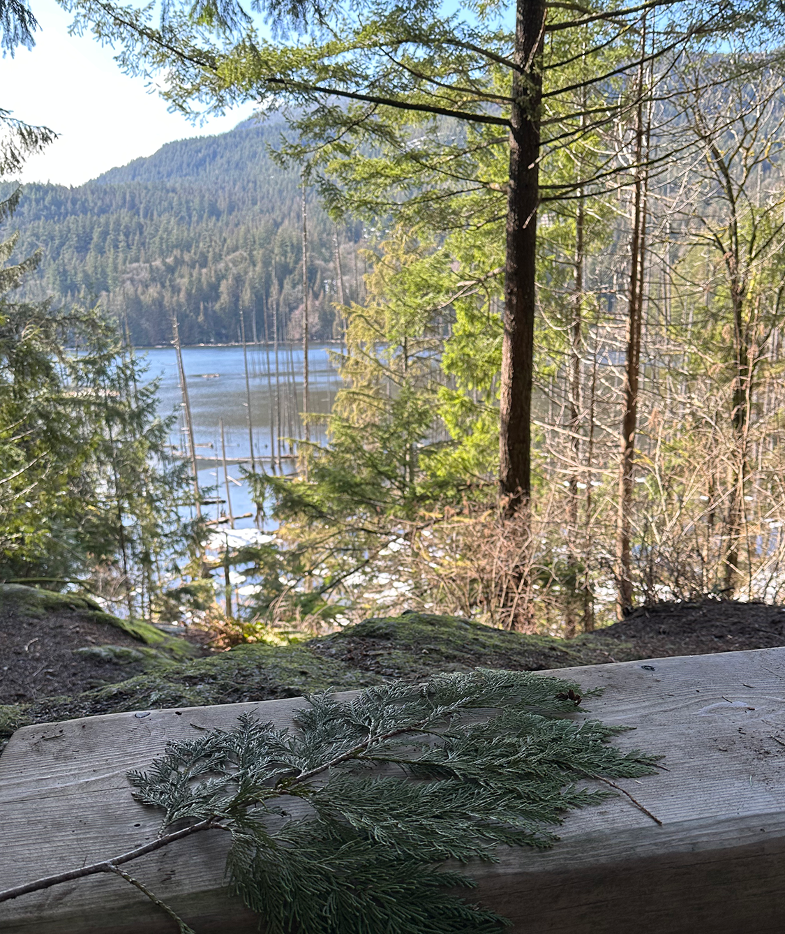 Cedar by Killarney Lake