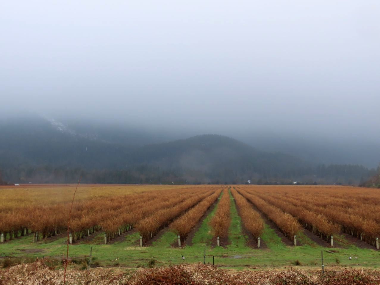 Blueberry fields forever