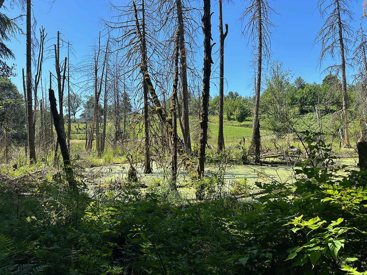 Pond with algae