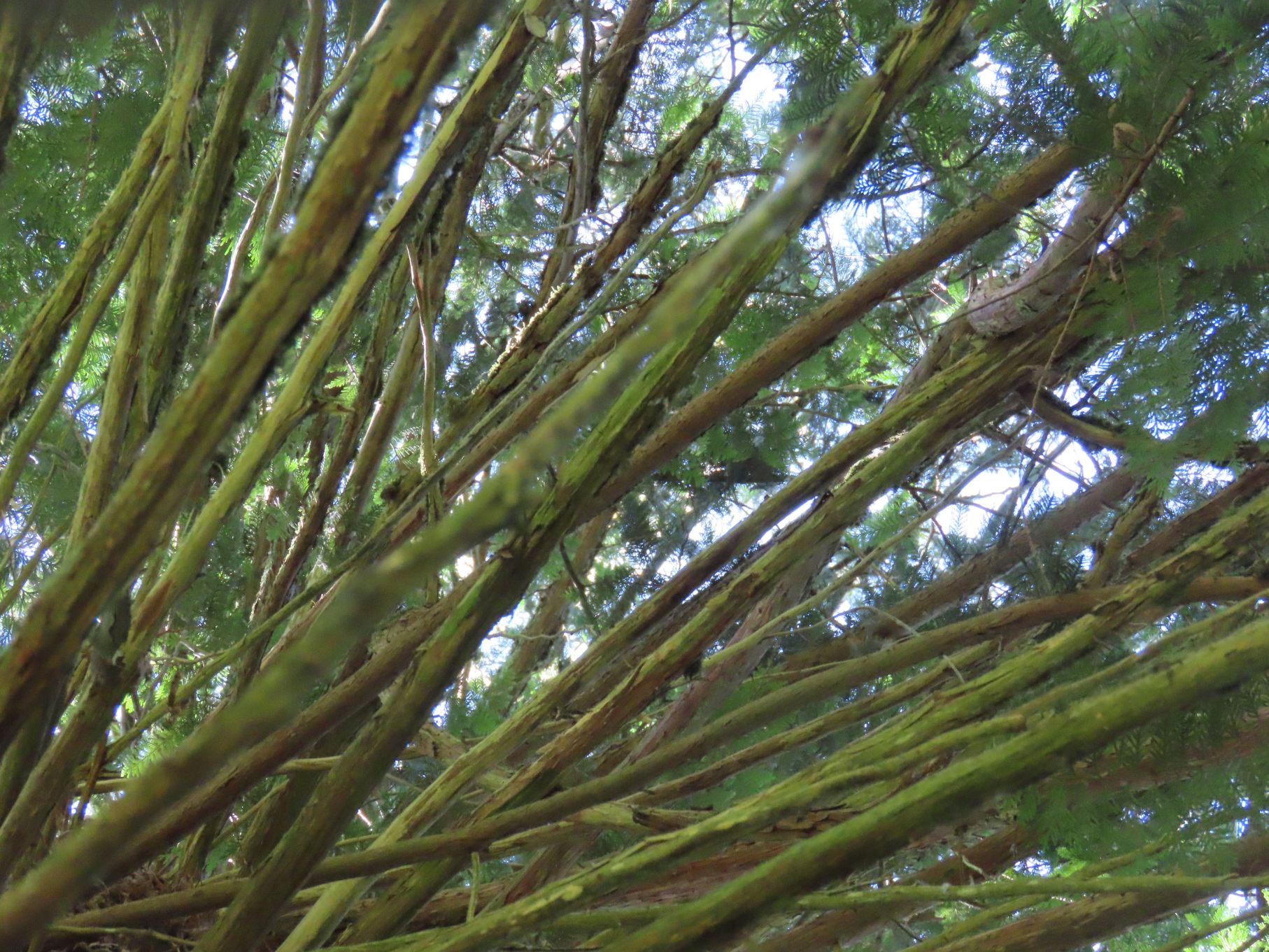 One tree, many branches