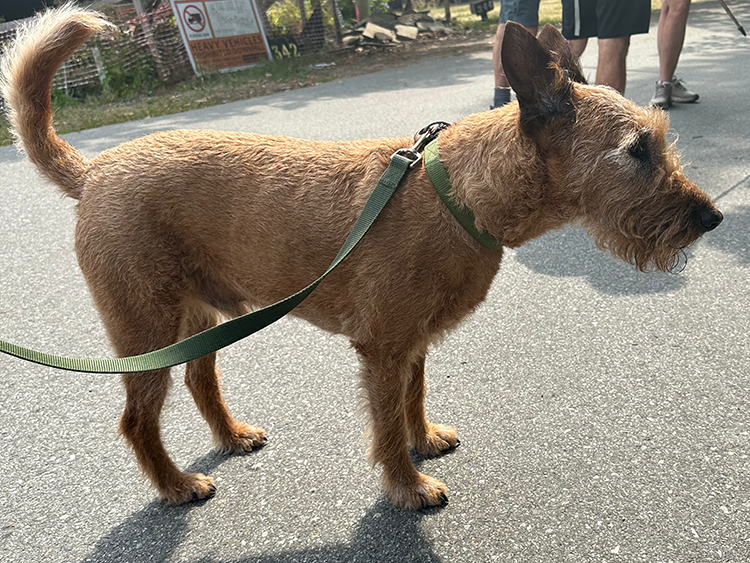 Brogan the Magnificent