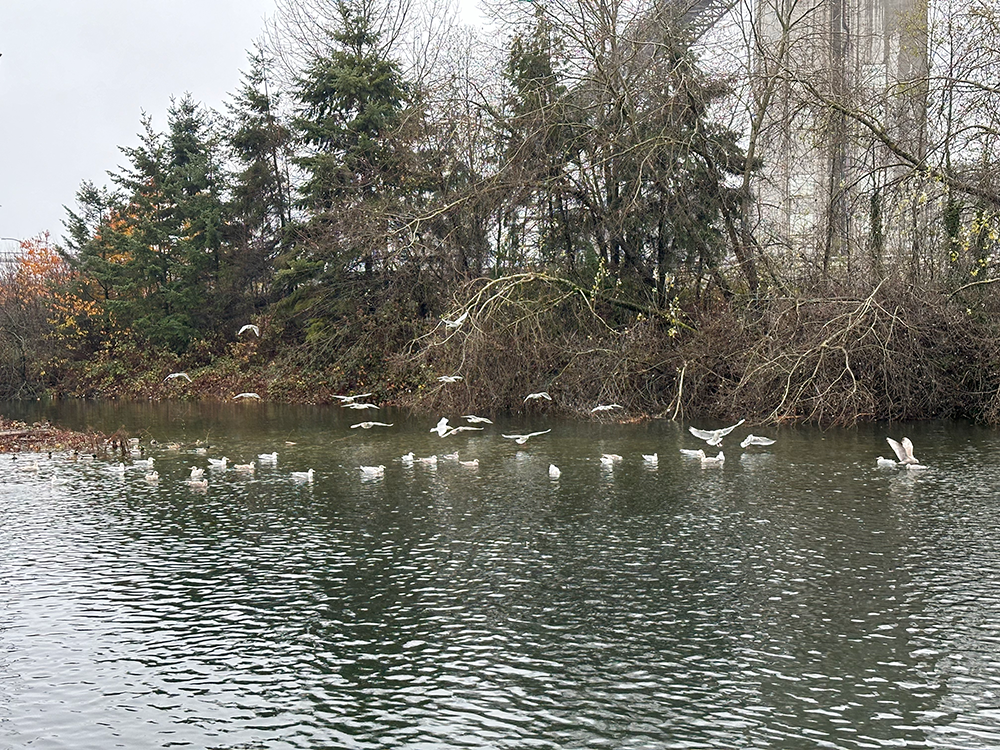 Our feathered friends fluttering by