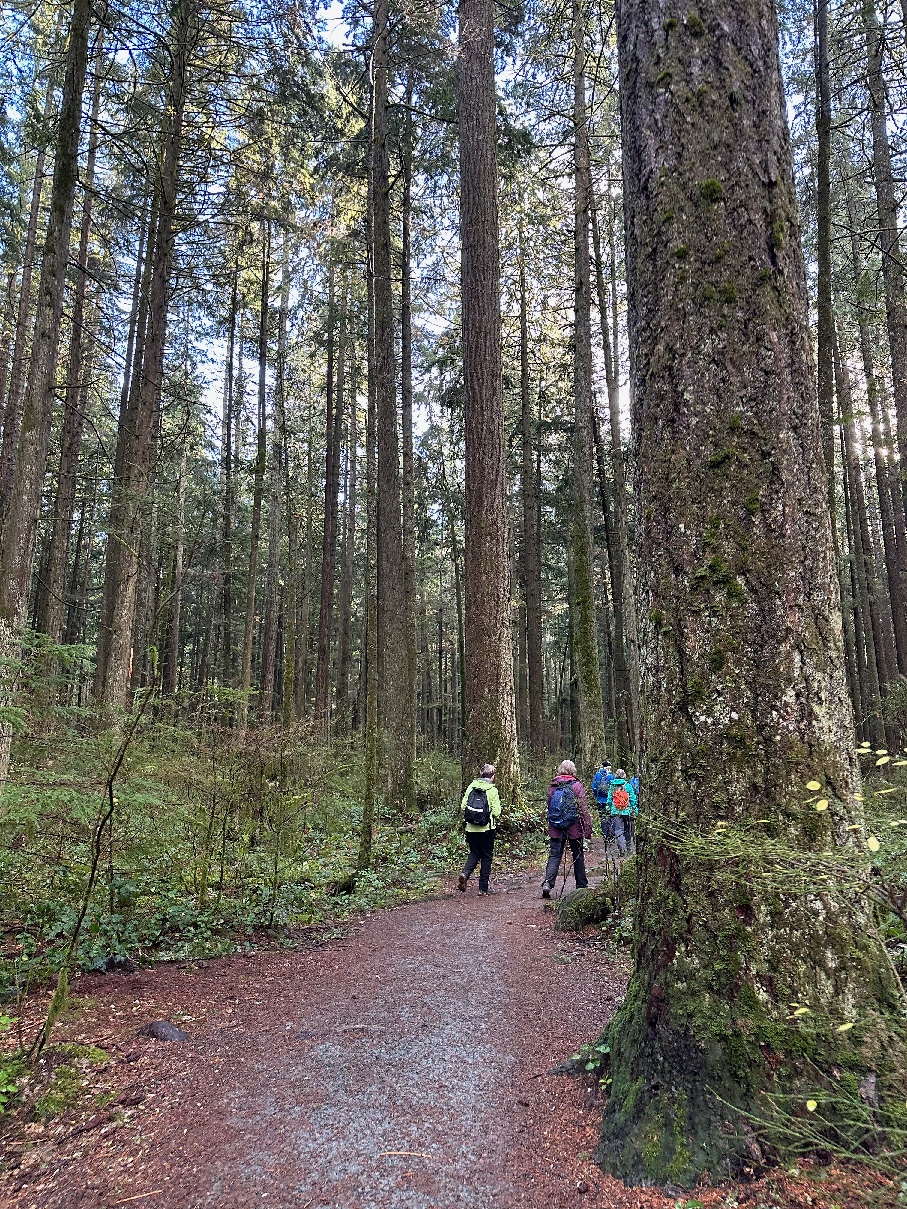 Tall trees on Diamond Trail