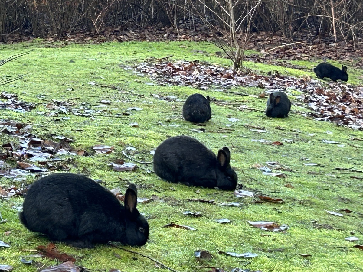 2024 January 7: Spanish Banks / Pacific Spirit&nbsp;Park