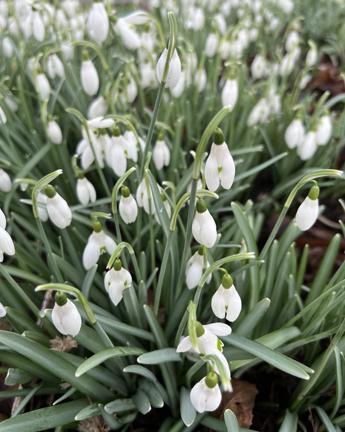 Snowdrops