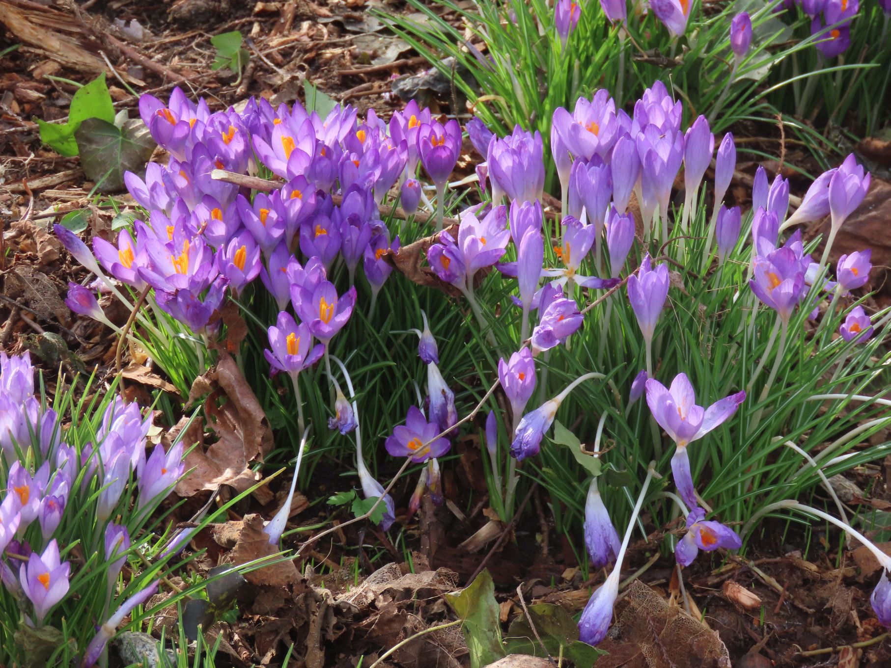 Crocuses (Croci?)