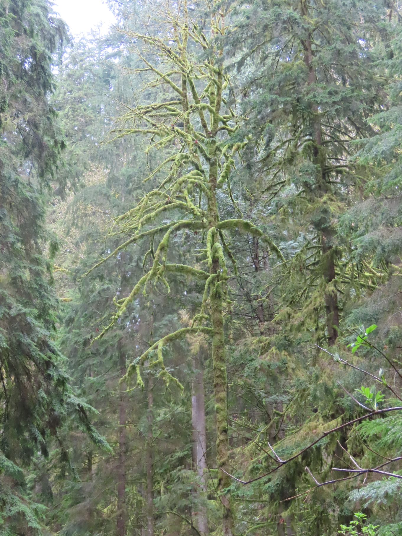Very mossy tree