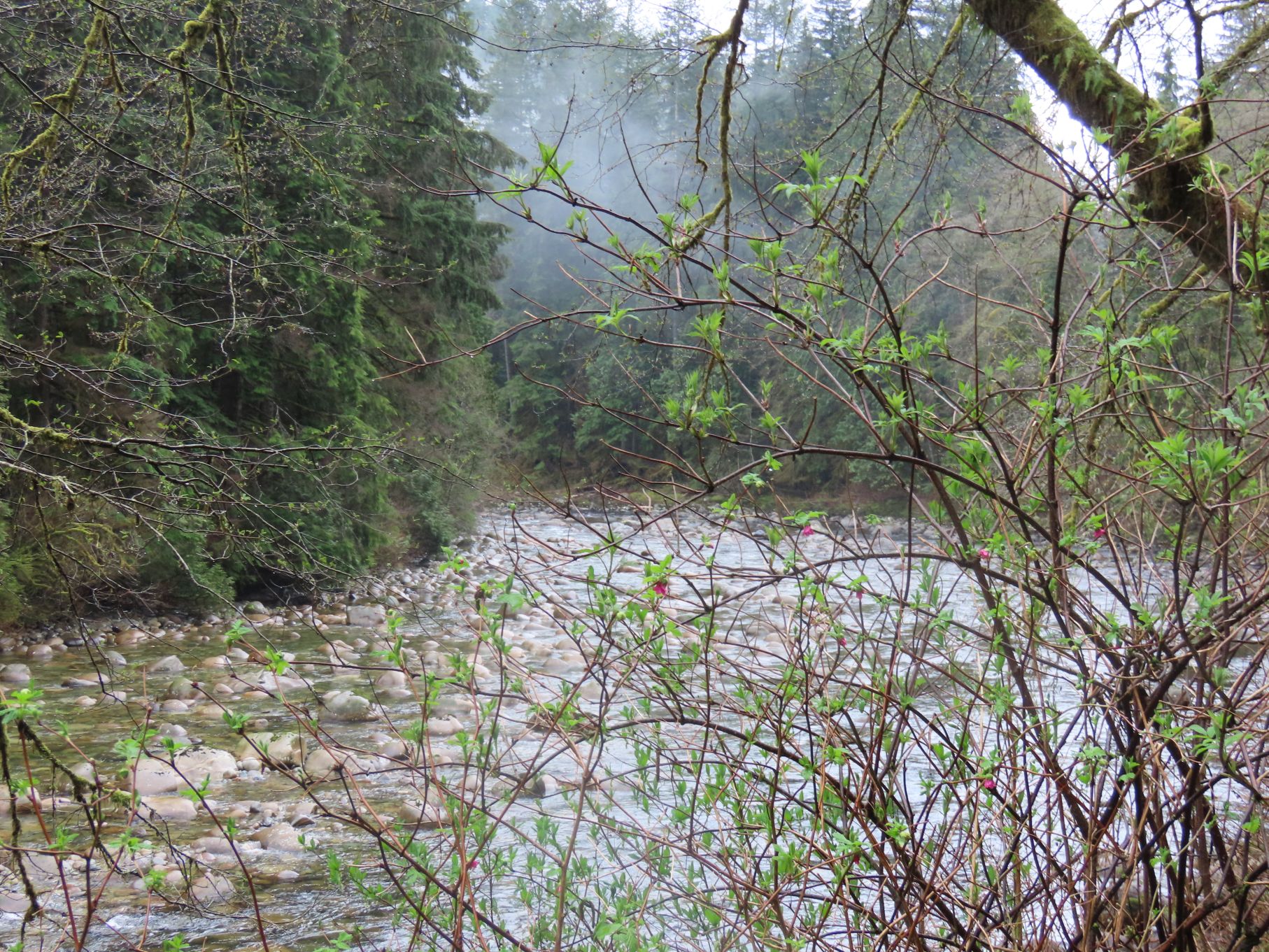 Seymour River