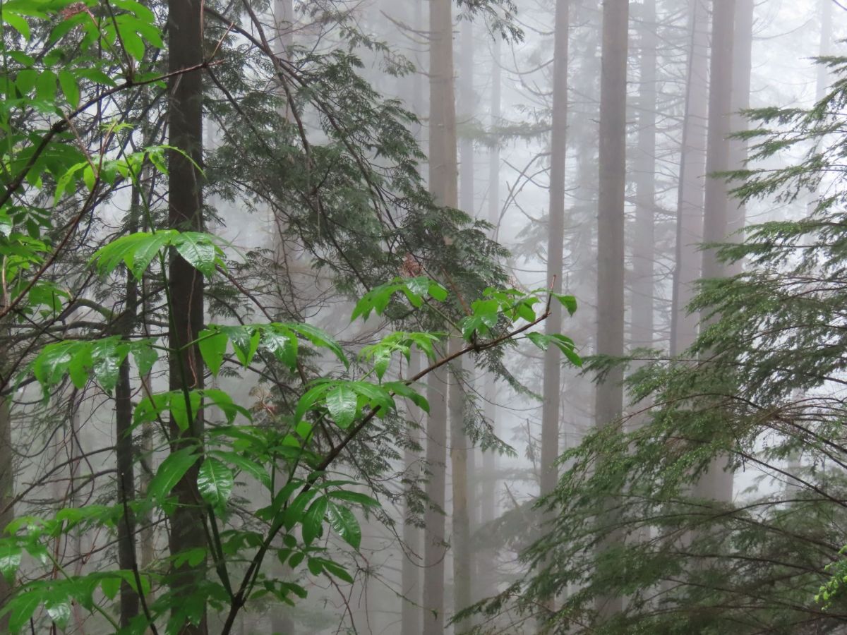 2024 June 2: Lynn&nbsp;Headwaters
