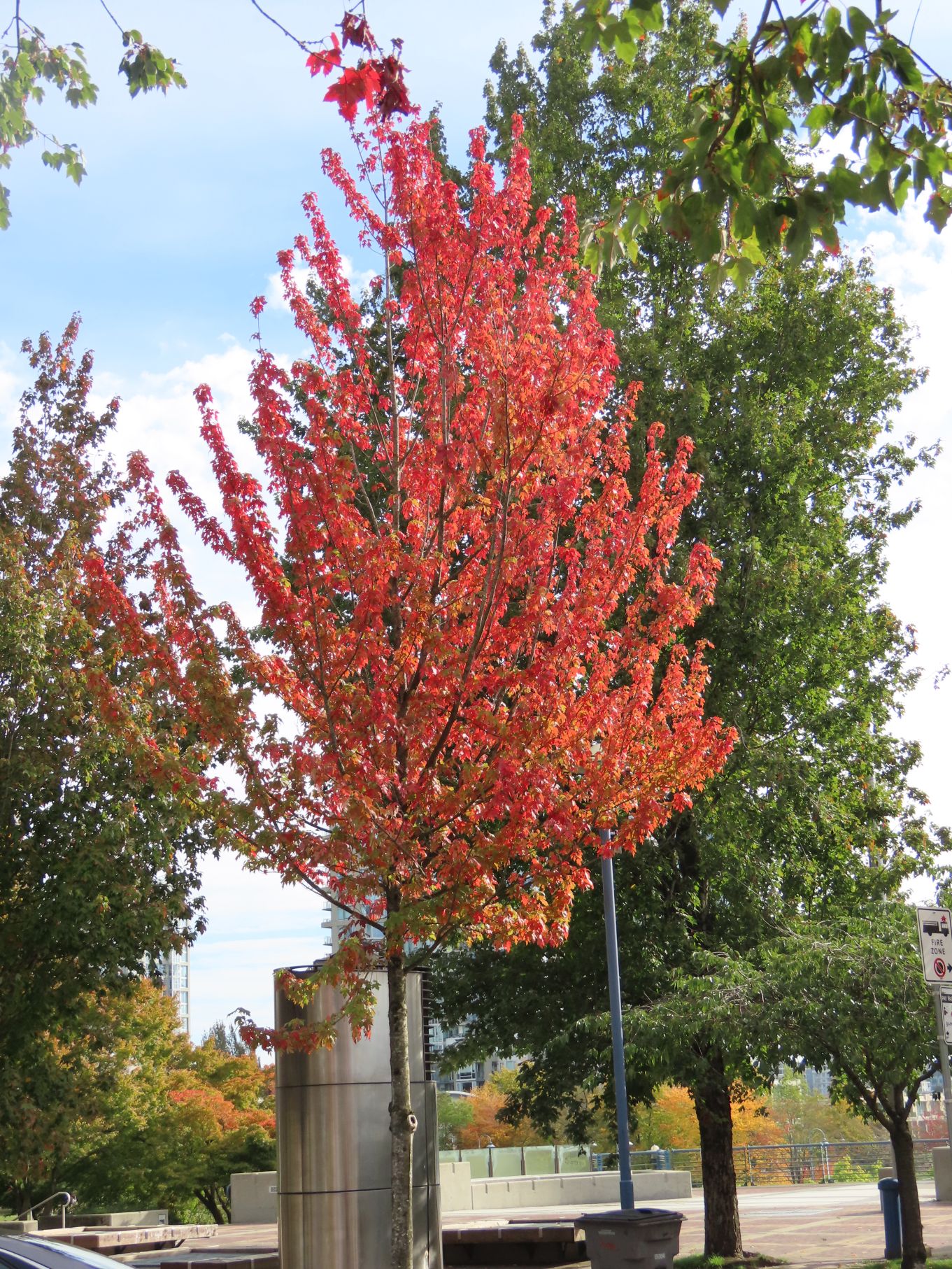 Fine Fall foliage