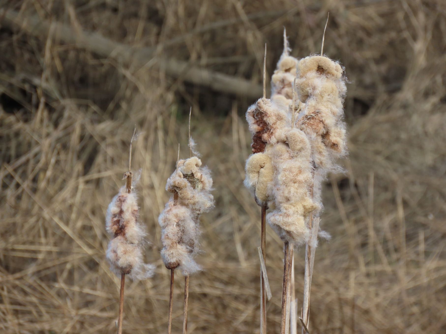 Fuzzy cattails