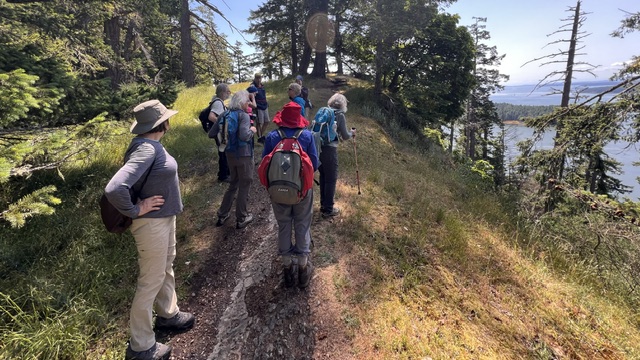 Looking for the orca