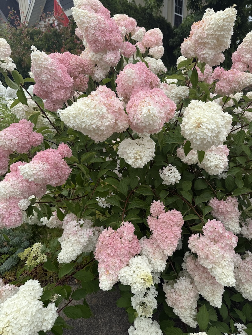 Hydrangea paniculata