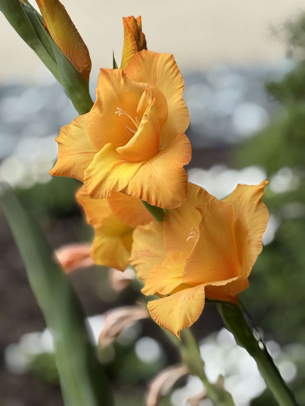 Glorious Gladiolus