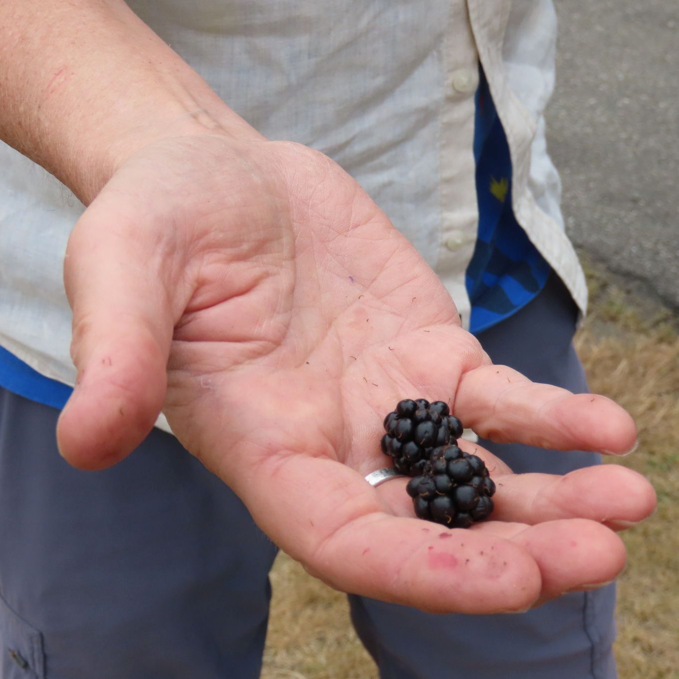 Blackberries offered