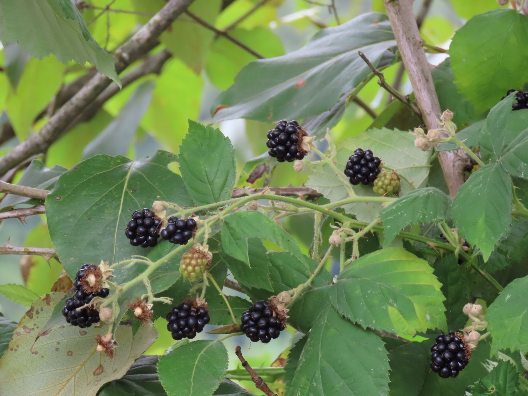Blackberries everywhere