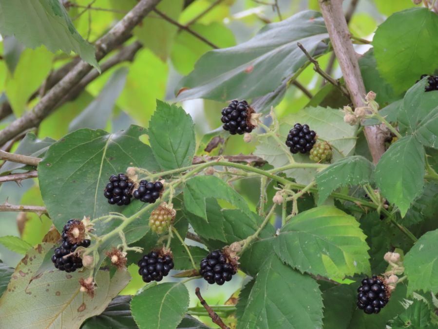 Blackberries everywhere